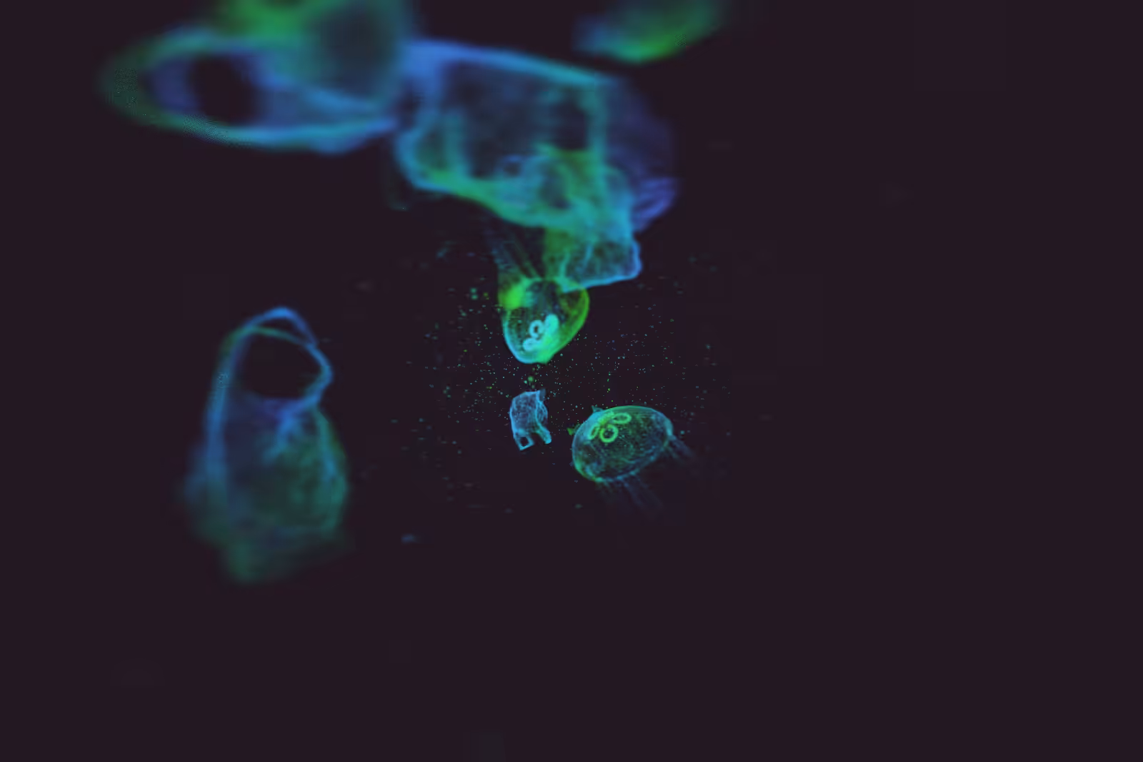 Turtle Vision #148