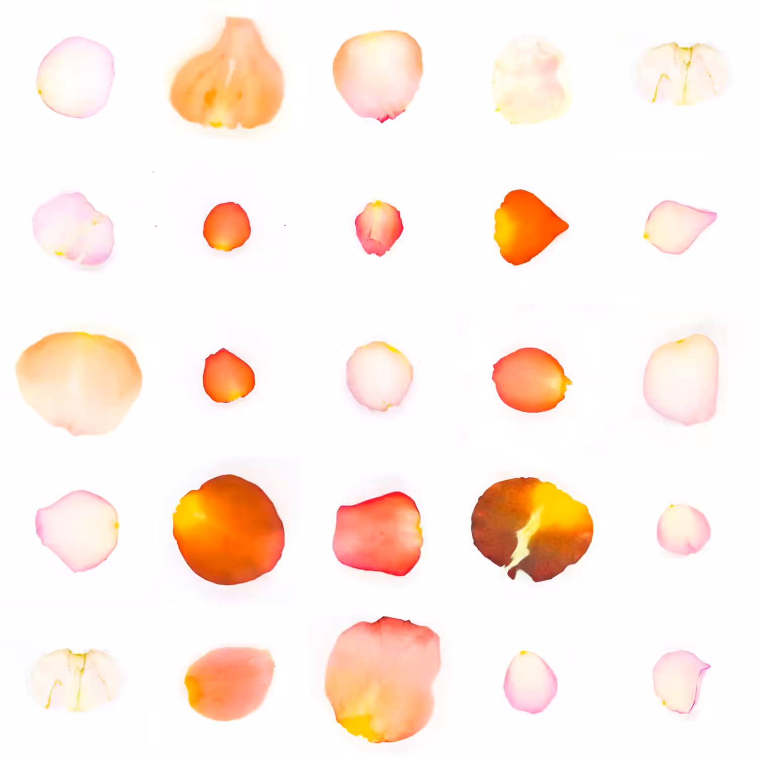 Infinite Petals 5x5#20249