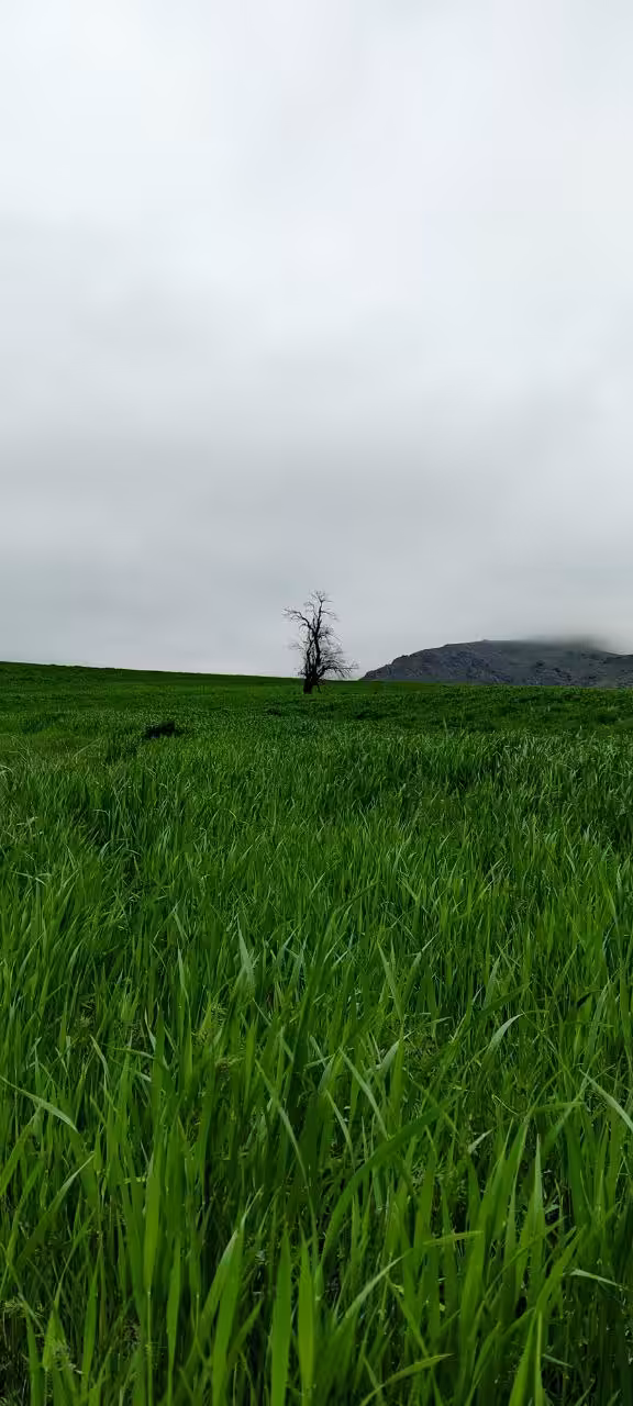 The Green Oasis