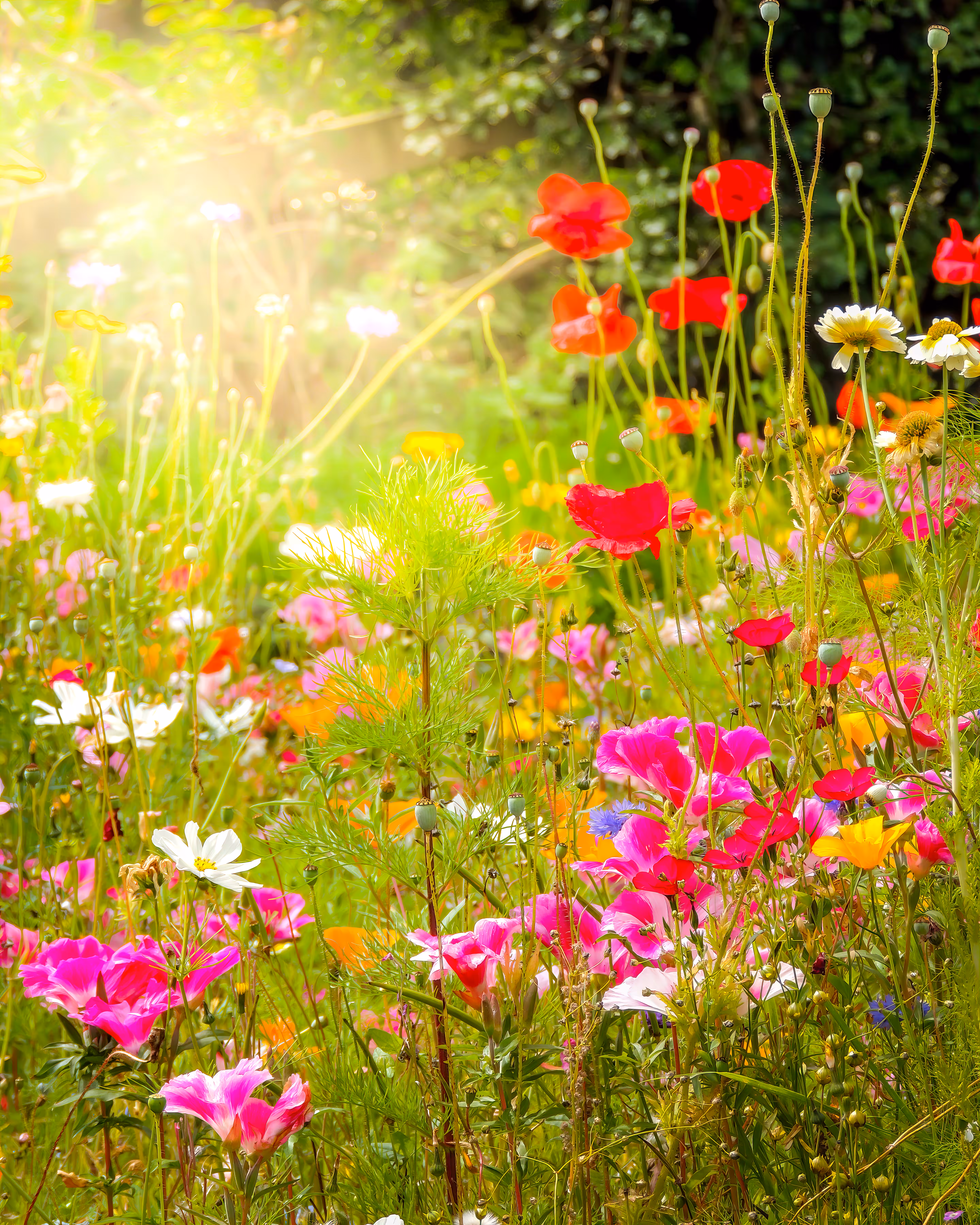 Wildflower Chorus - Happy Holidays!