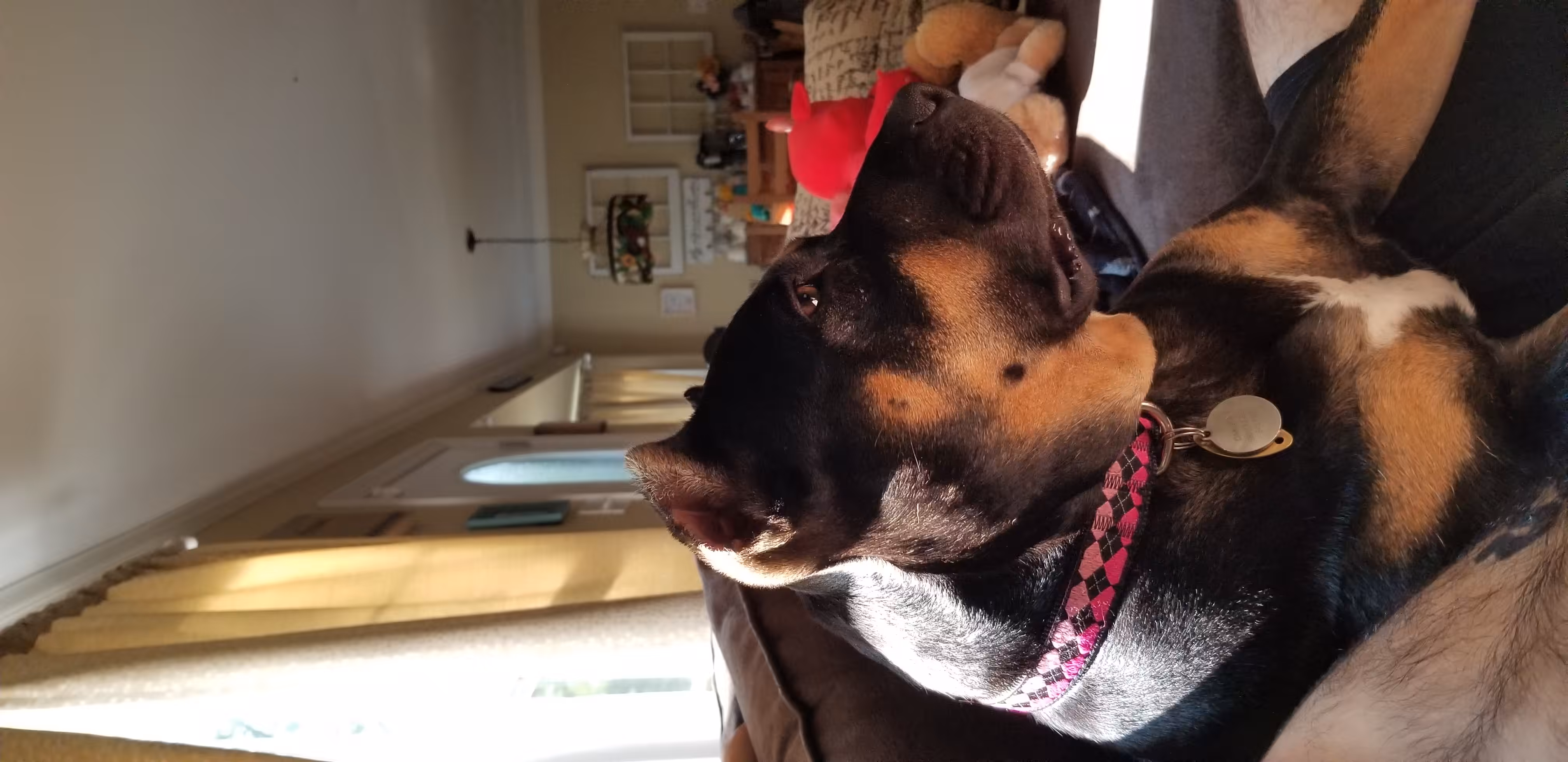 My Sweet Rescue Pitbull