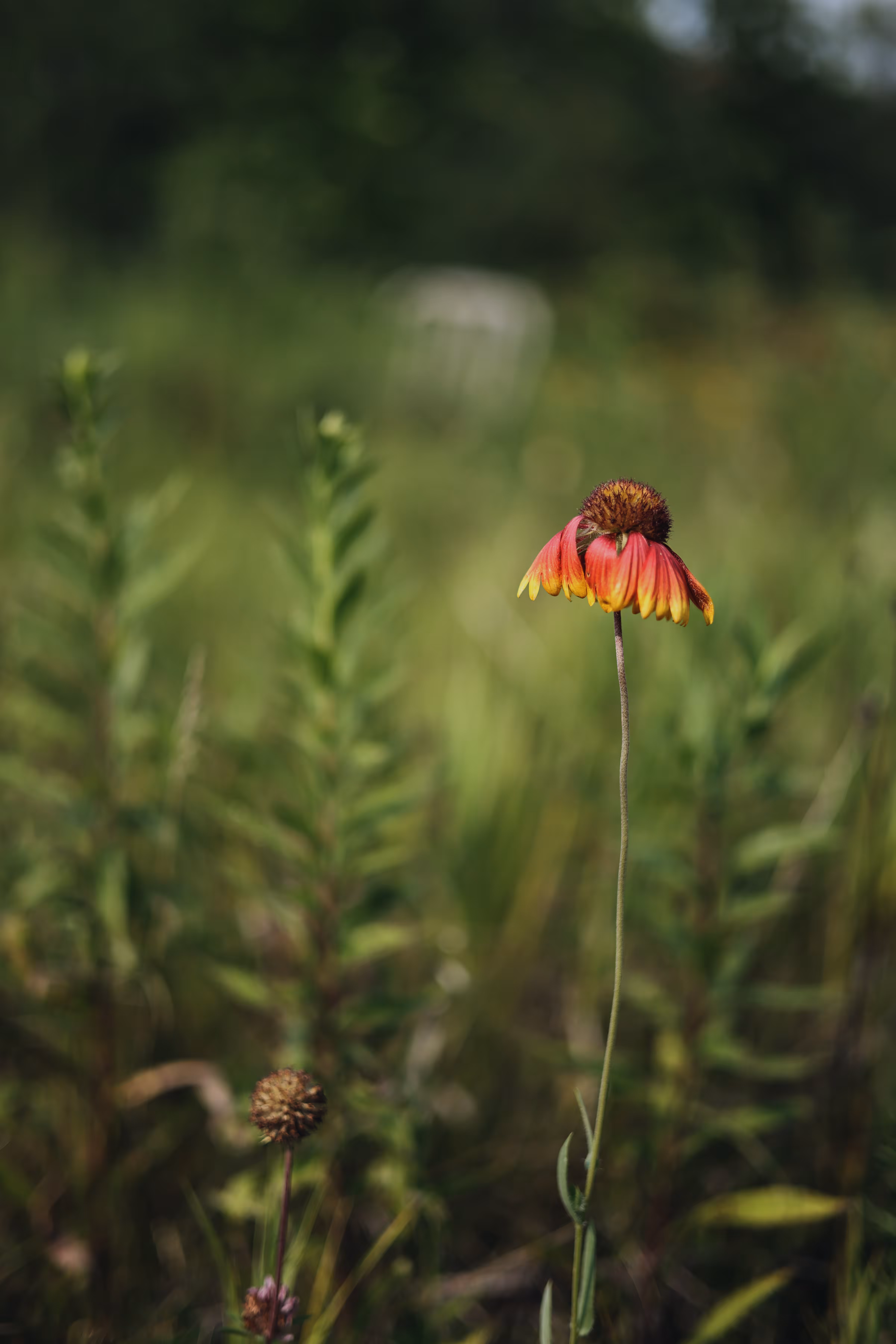 _weeping petals