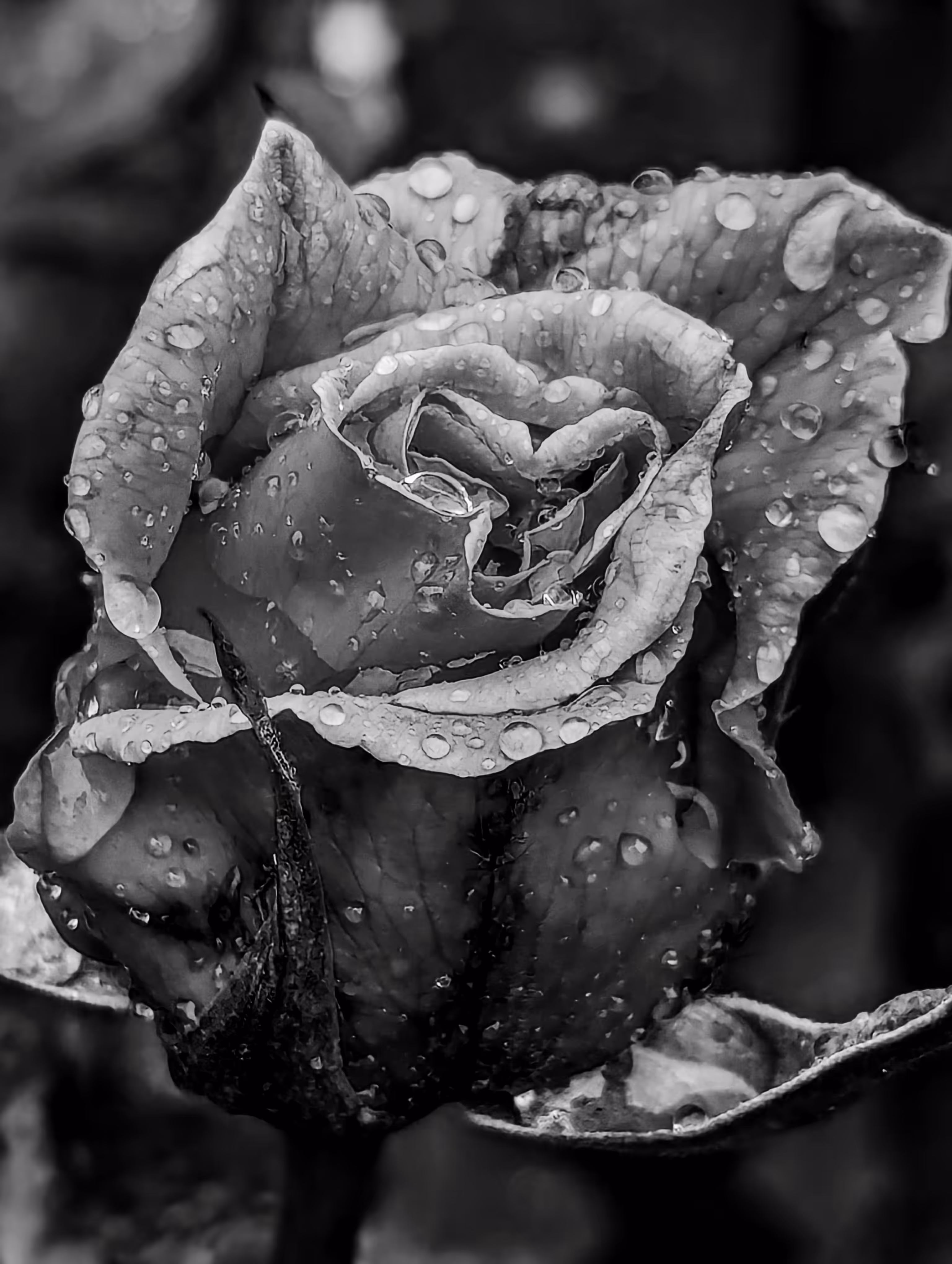 A rose from the rain