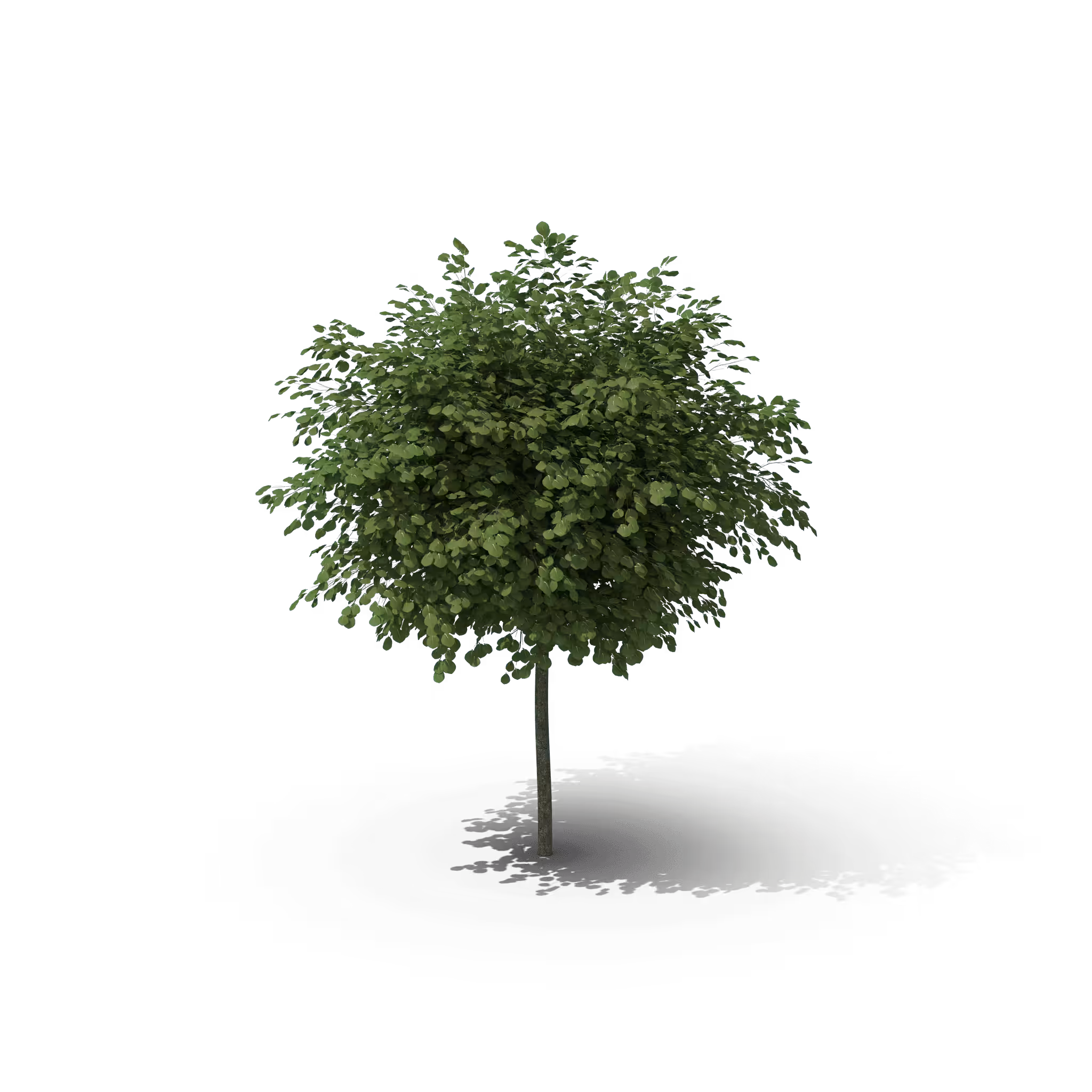 Your Tree I Black Locust