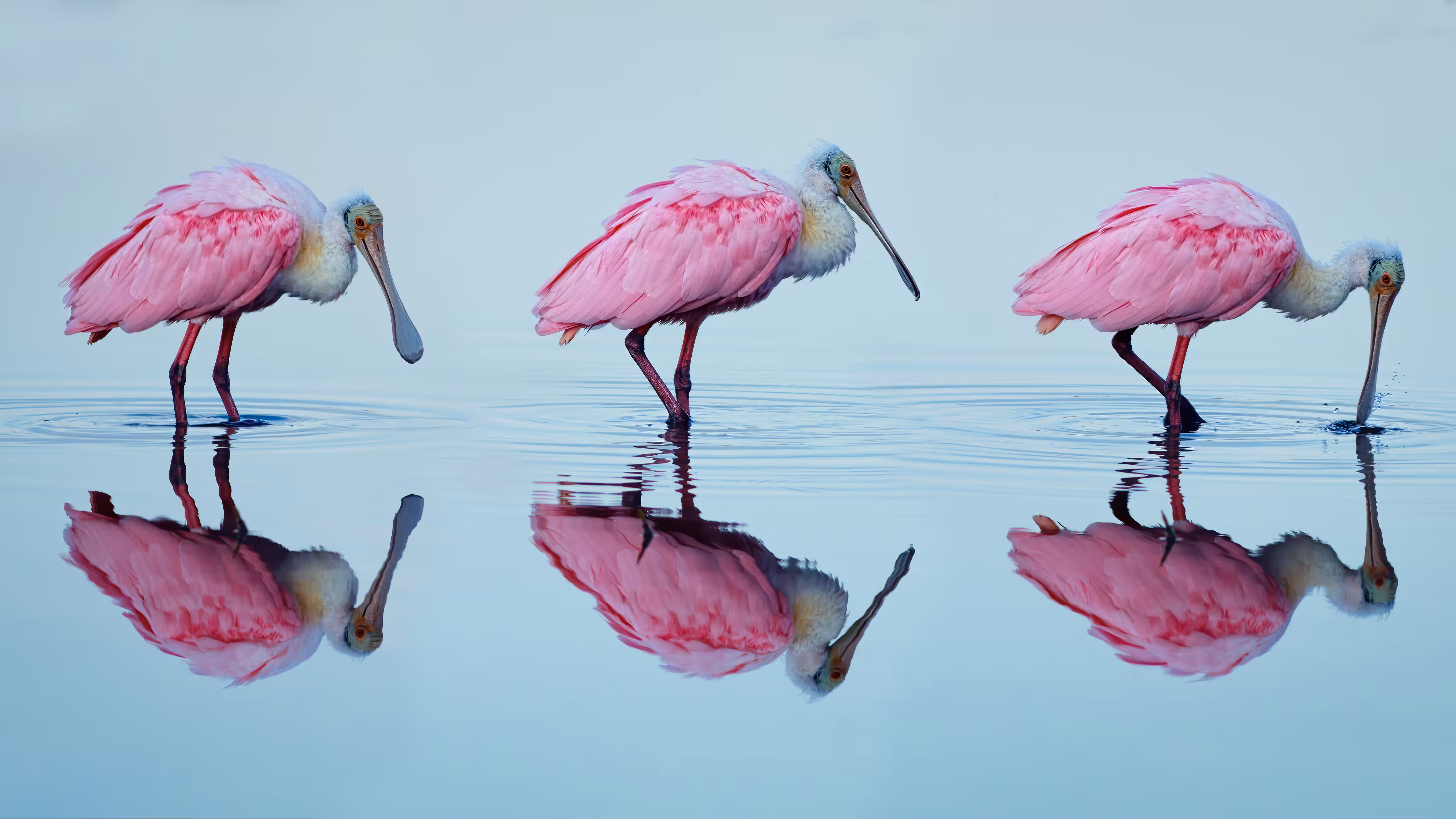Wings in Time: Roseate Spoonbill