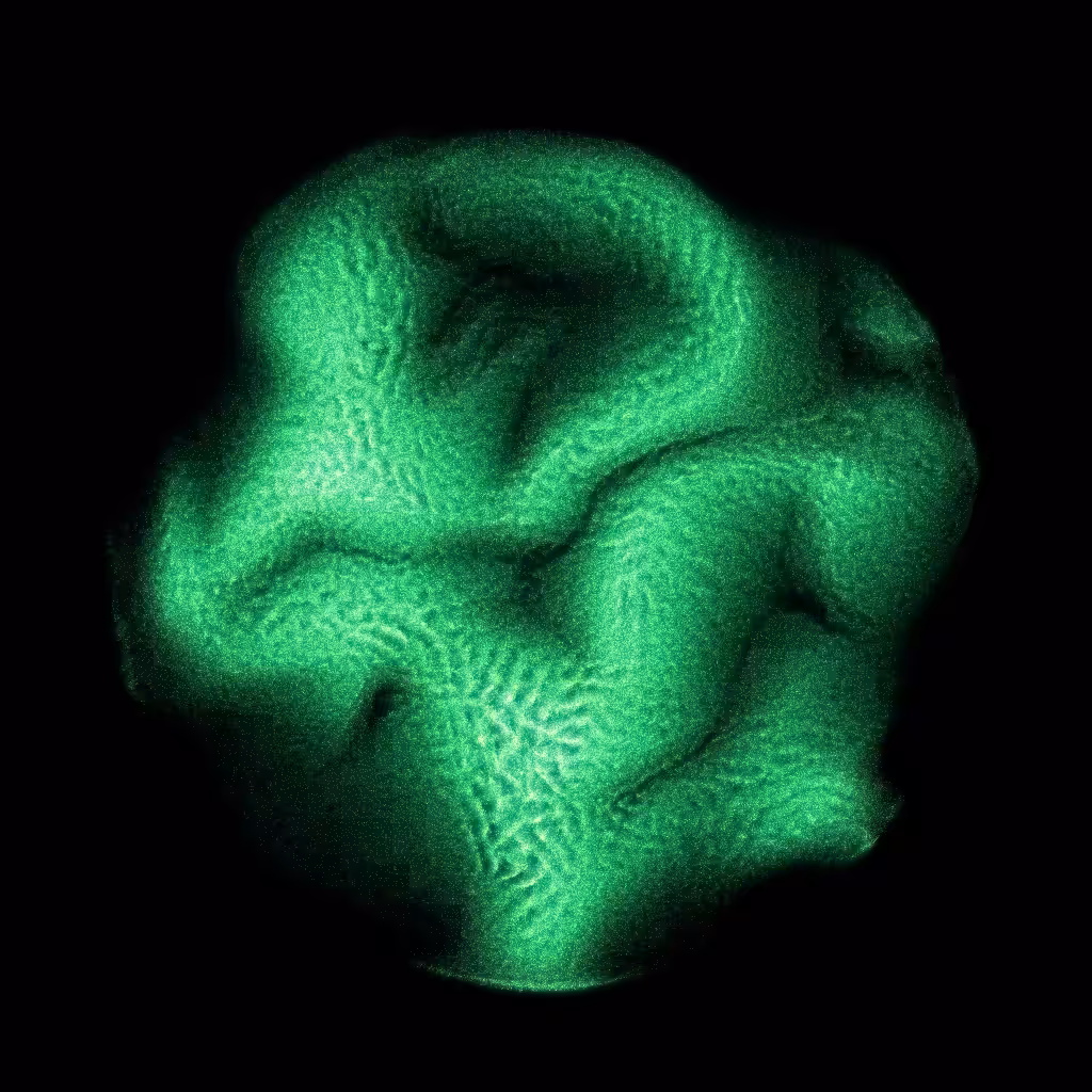 PETRI #34