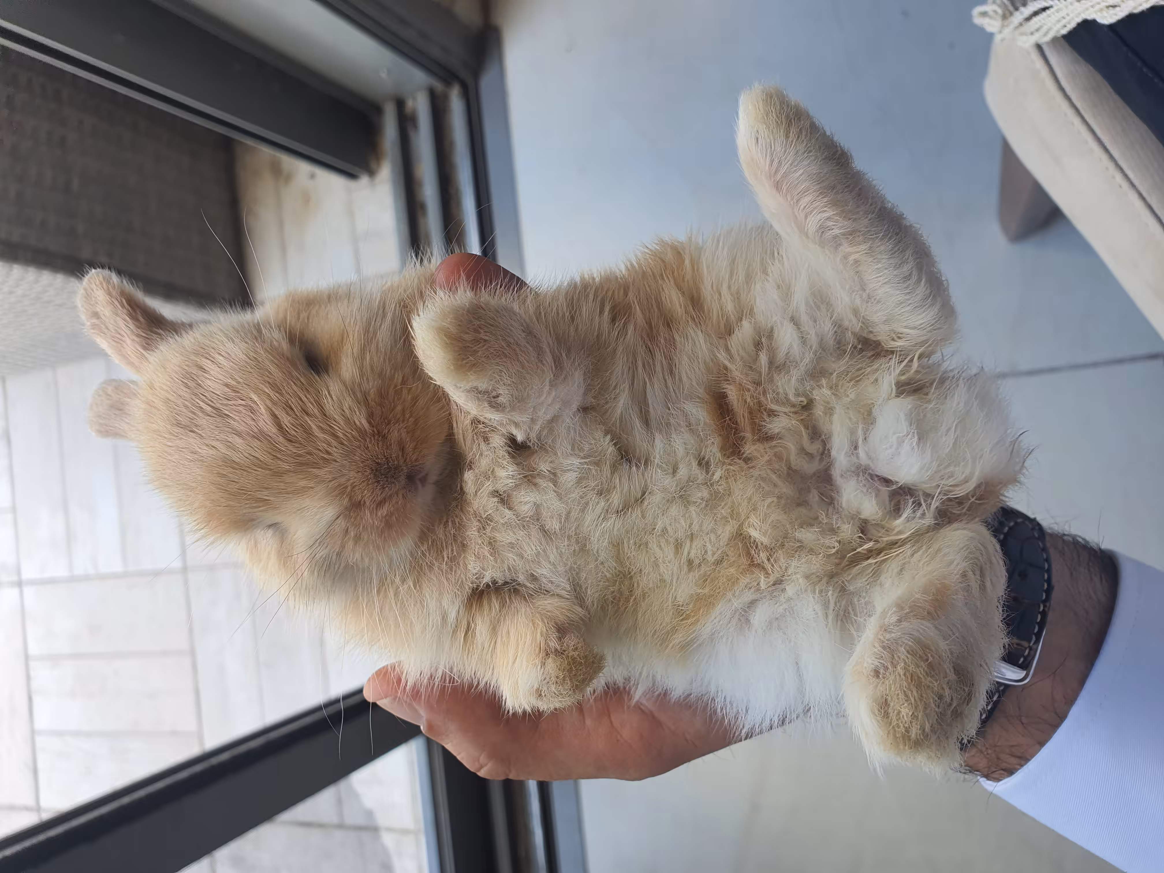 my little bunny