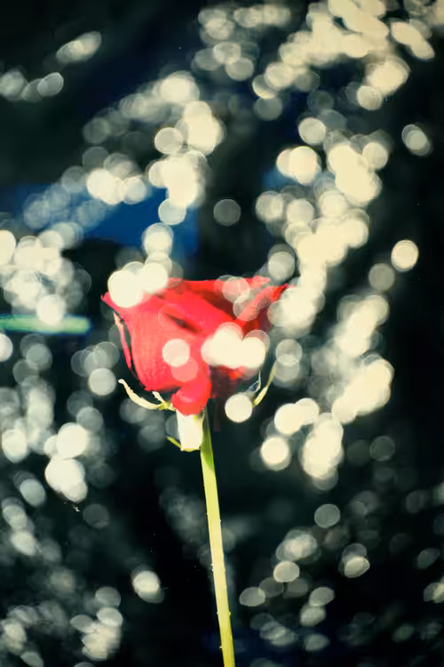 Light Rose