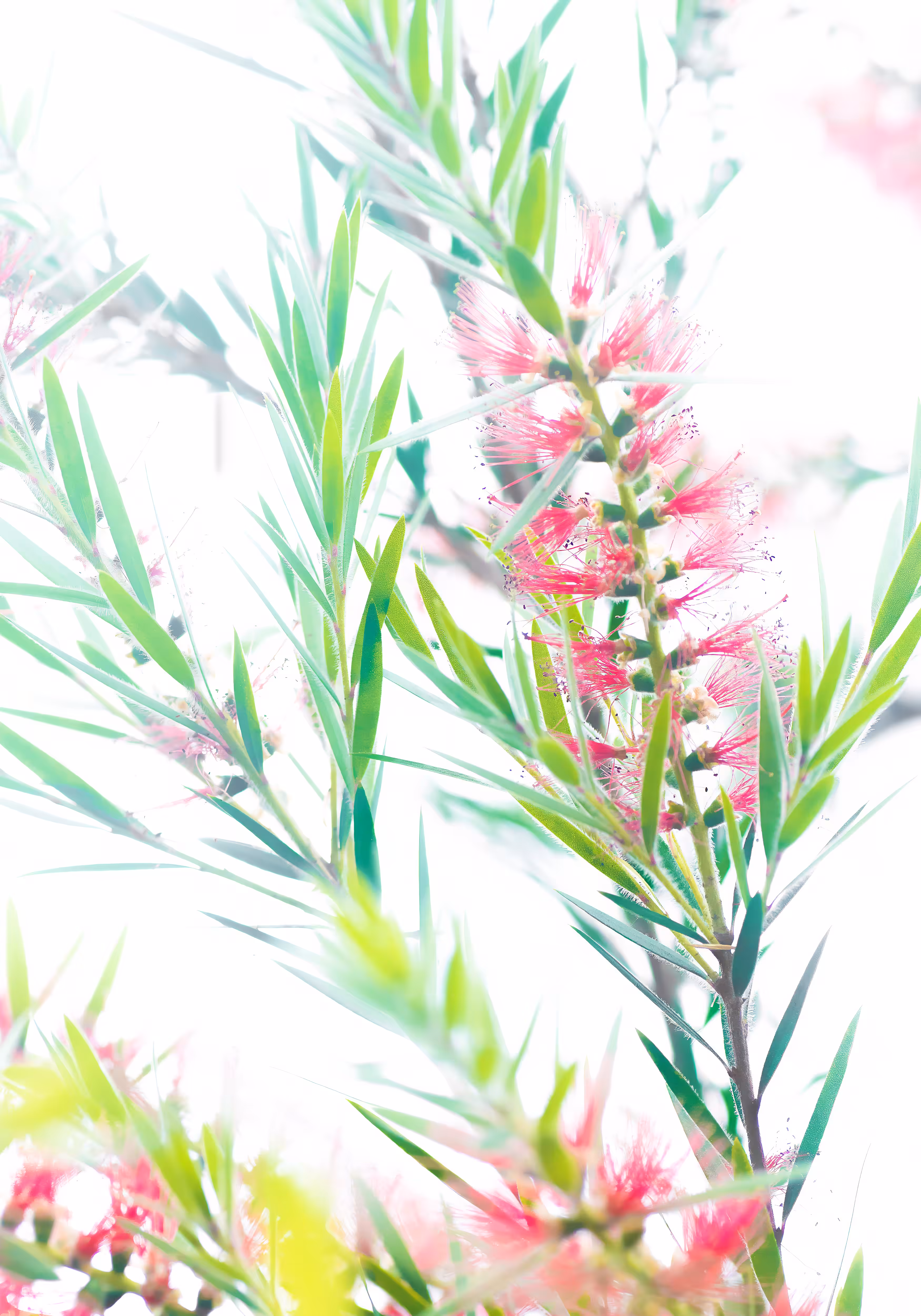 Creek Bottlebrush