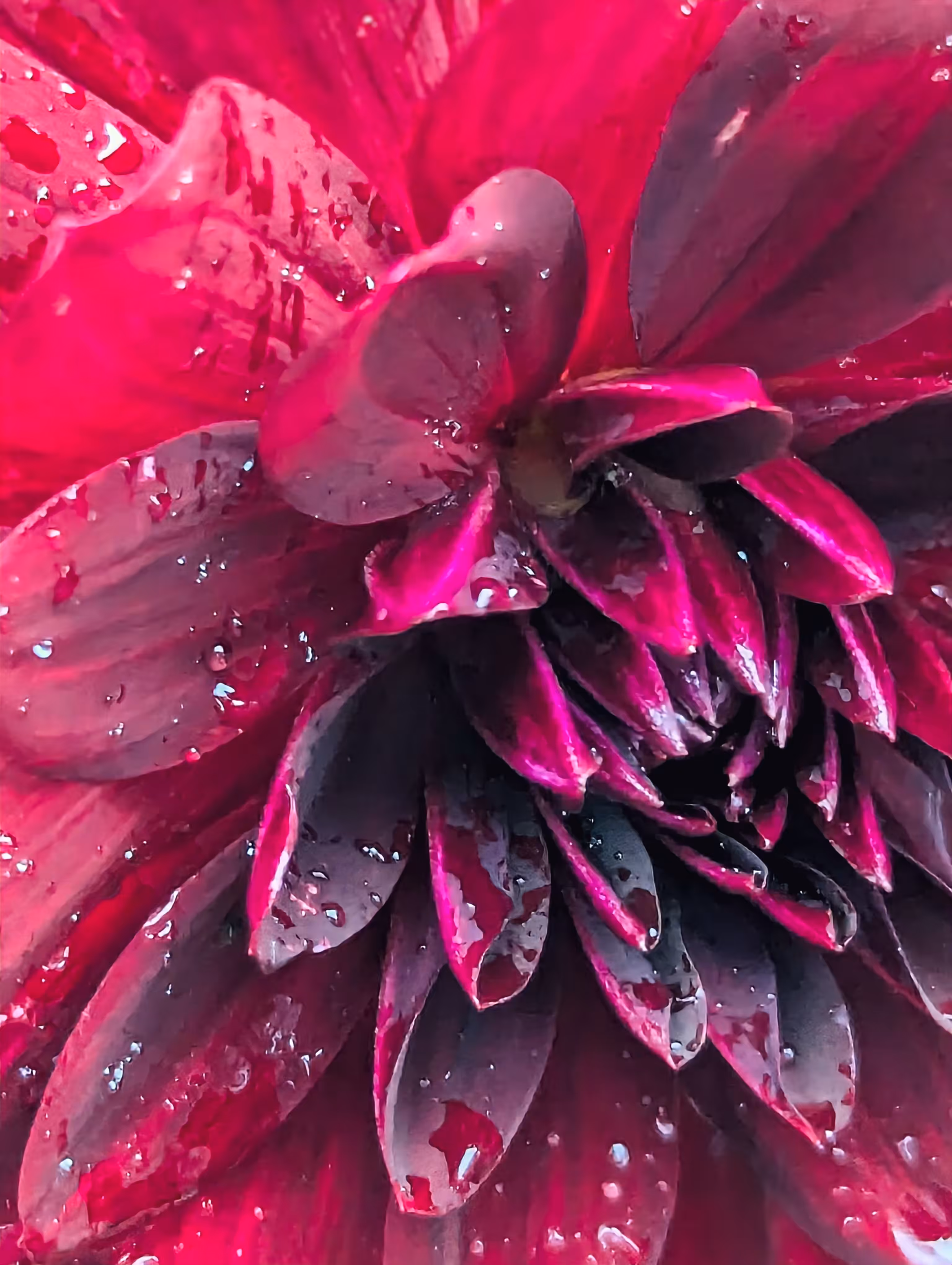 Dahlia of darkness