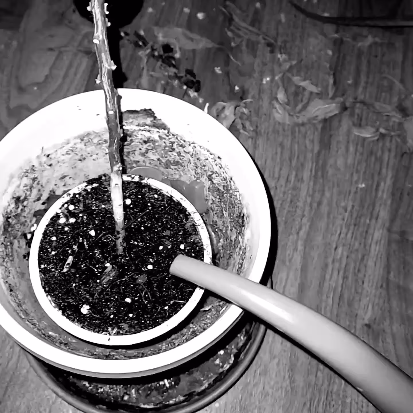 overwateting-my-pepper-plant_1