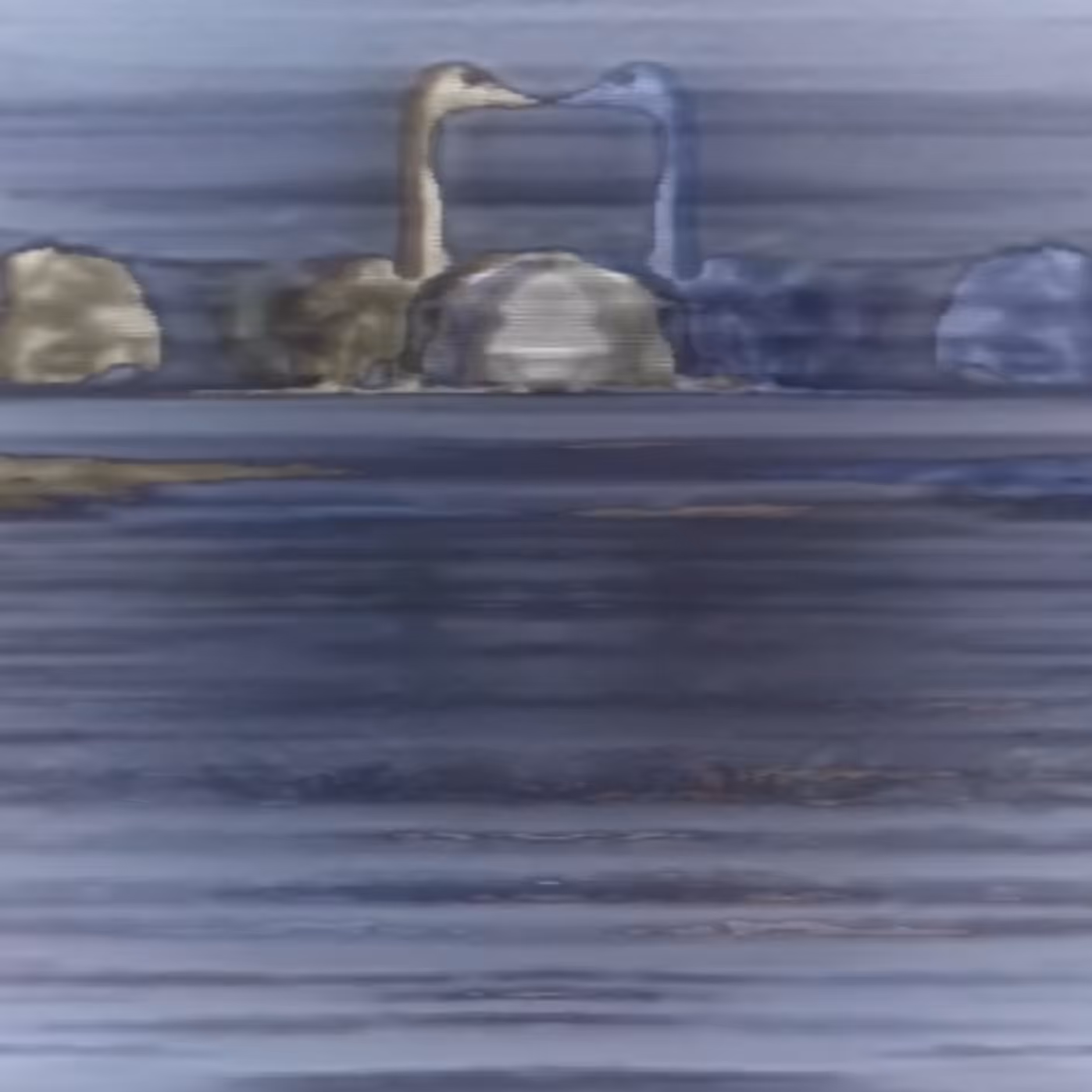 vhs dream 0103