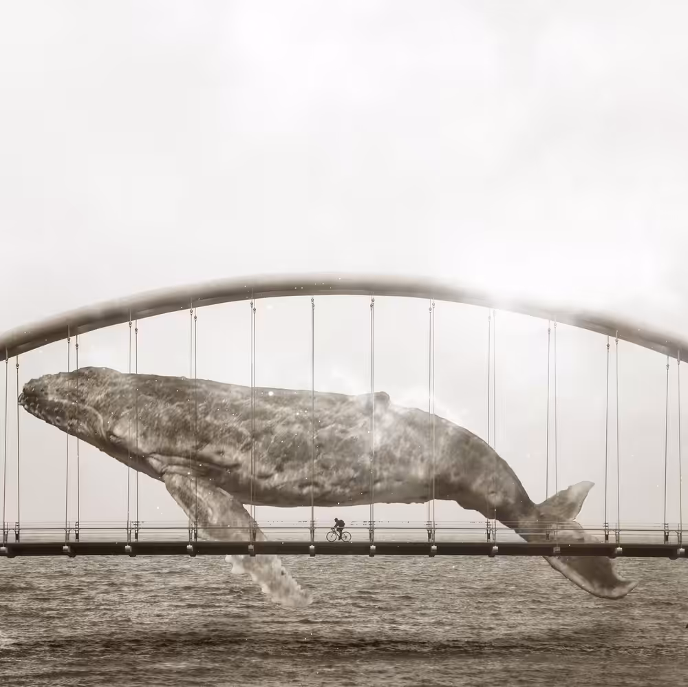 Whale in Suspension