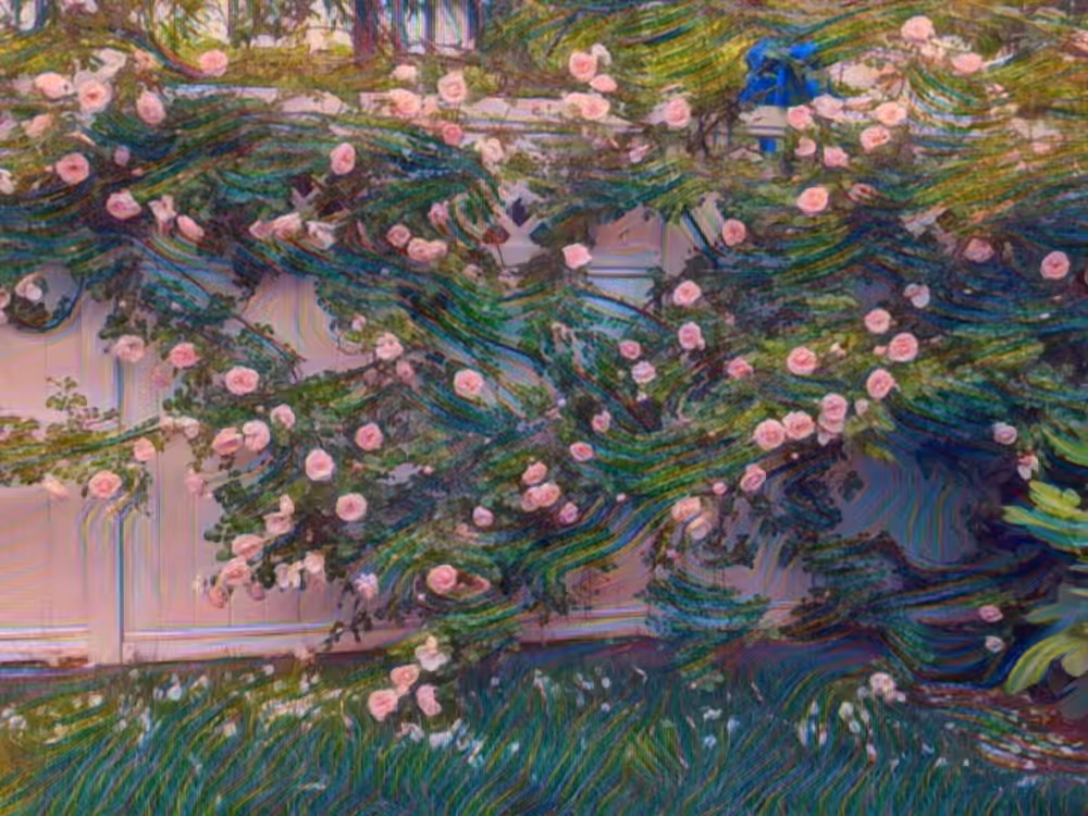 Wild Roses #1