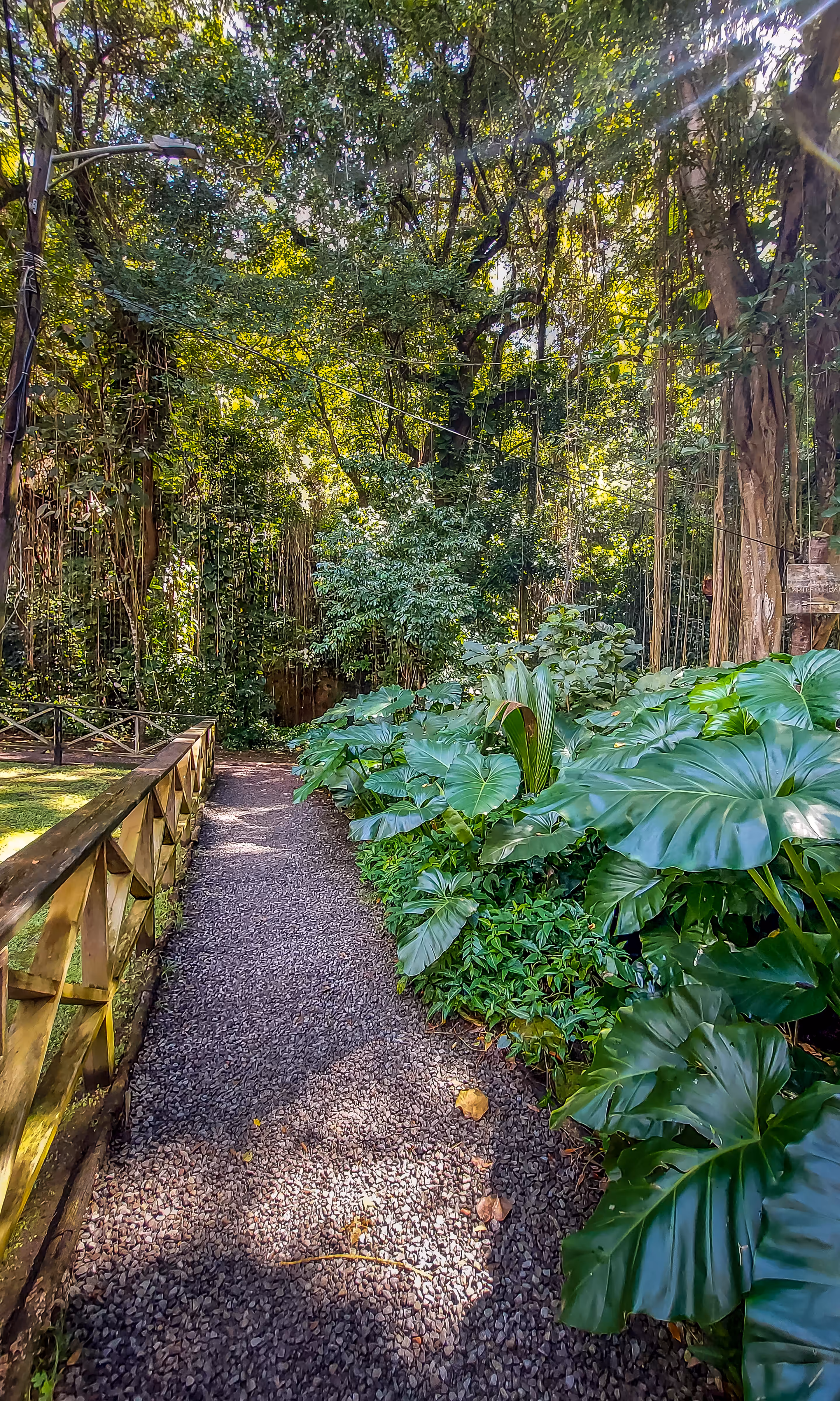 Saint Kitts - Jungle