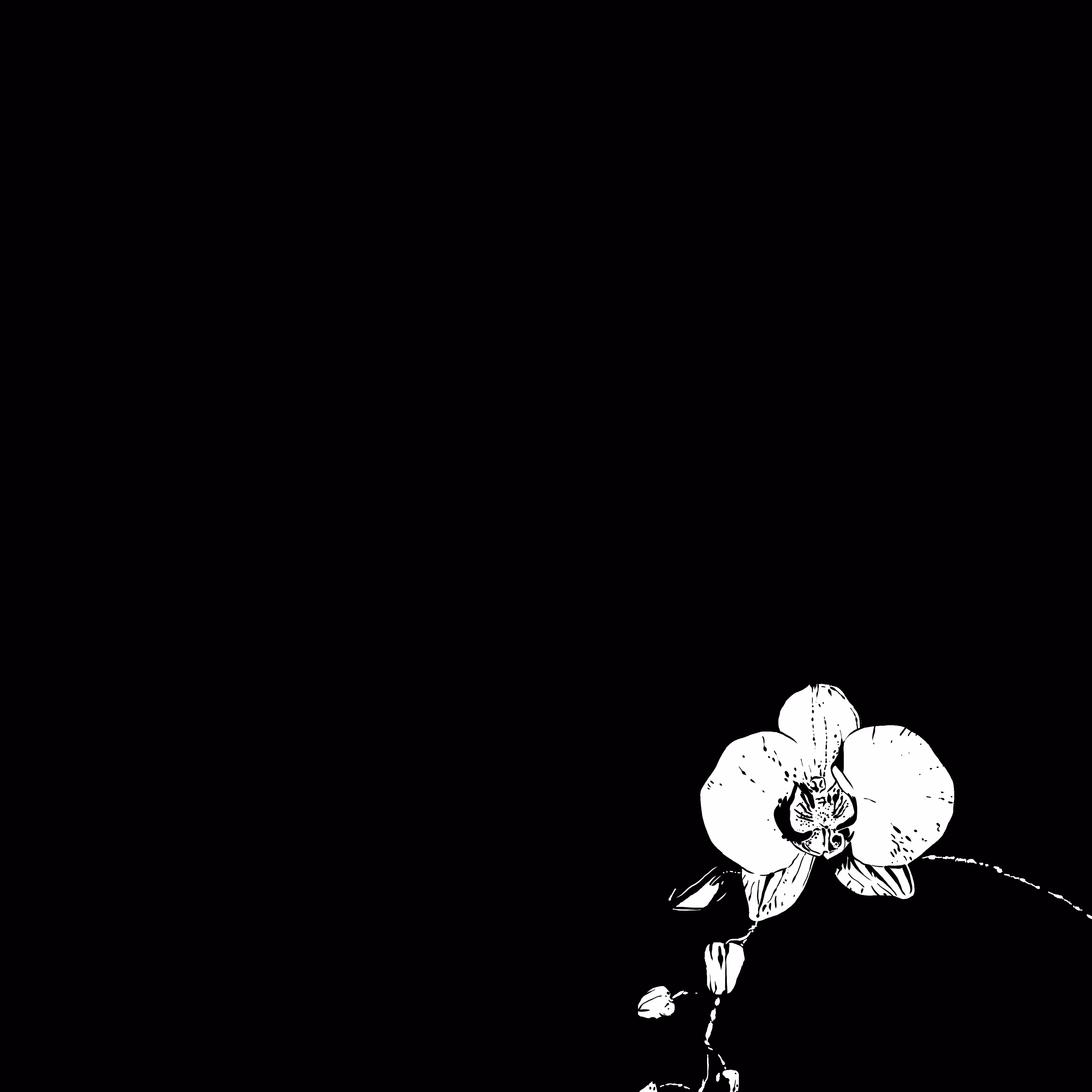 The Orchid