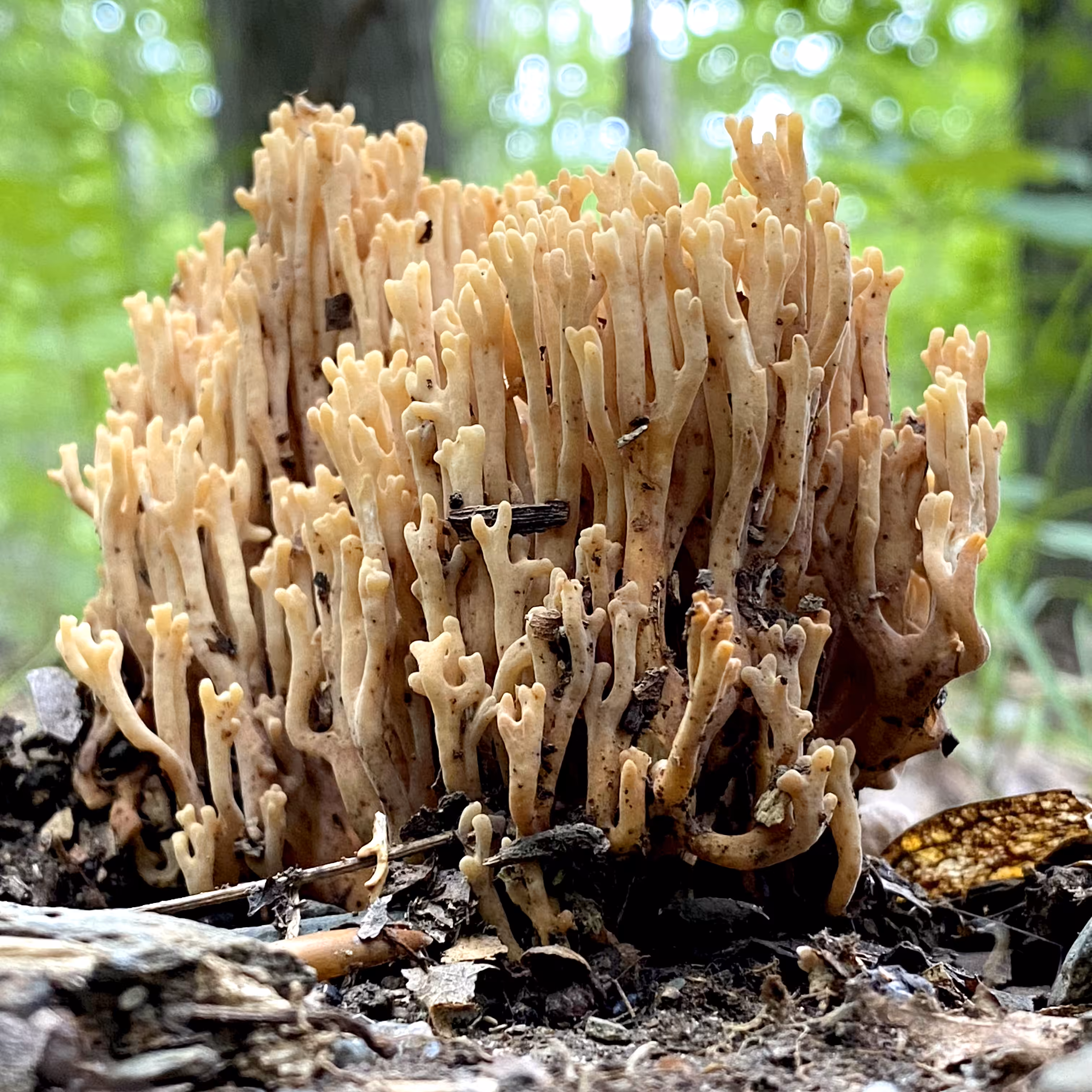 Ramaria stricta