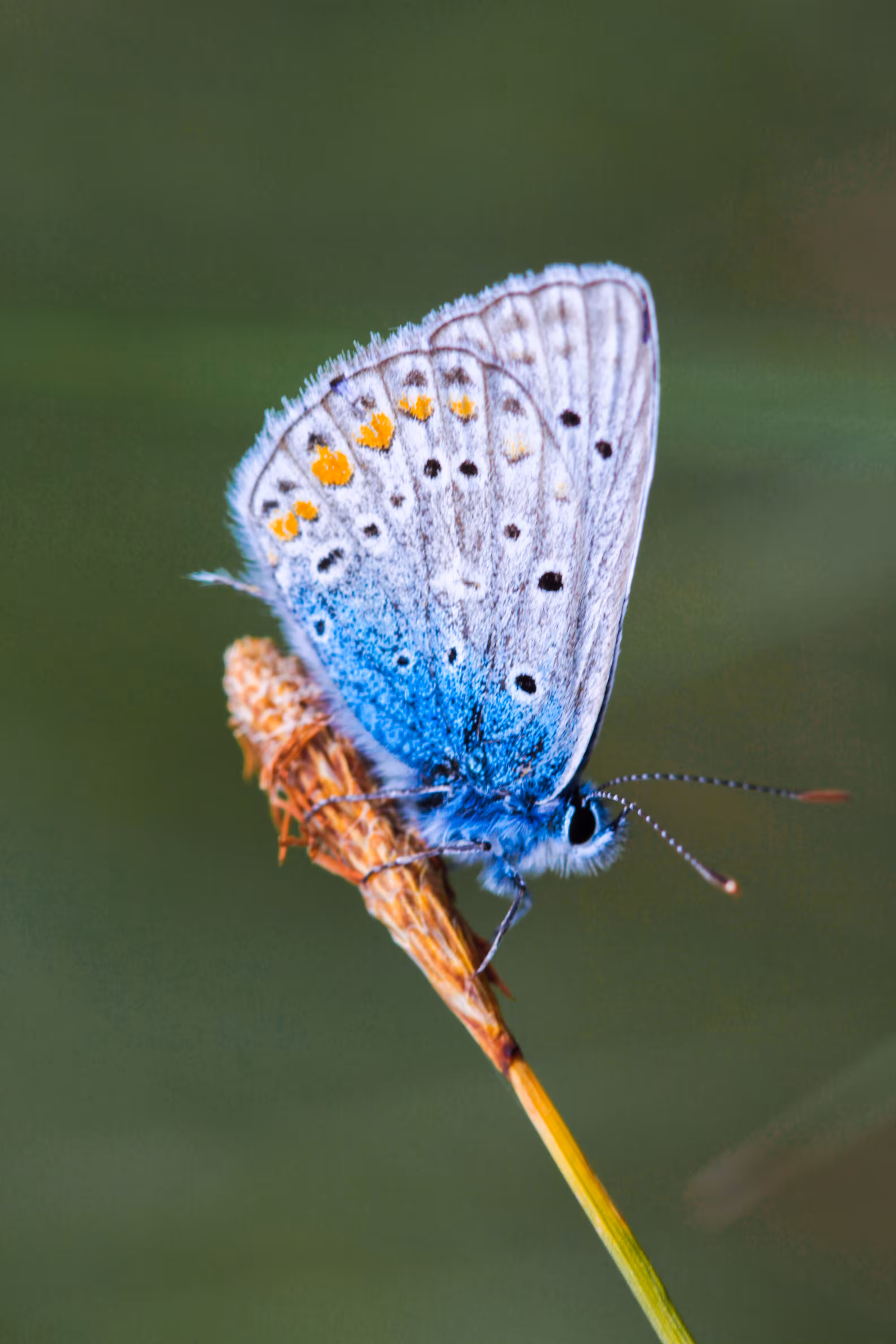 Micca's Butterfly