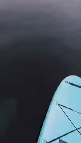 Sharks