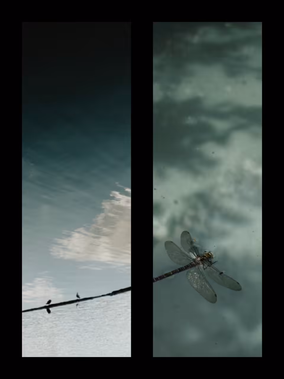 The Dragonfly 