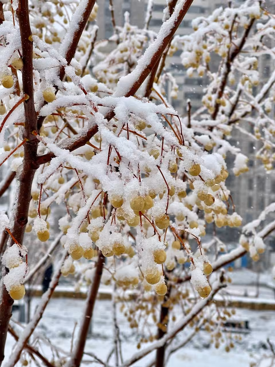 Snow-Dusted Gold ❄️✨