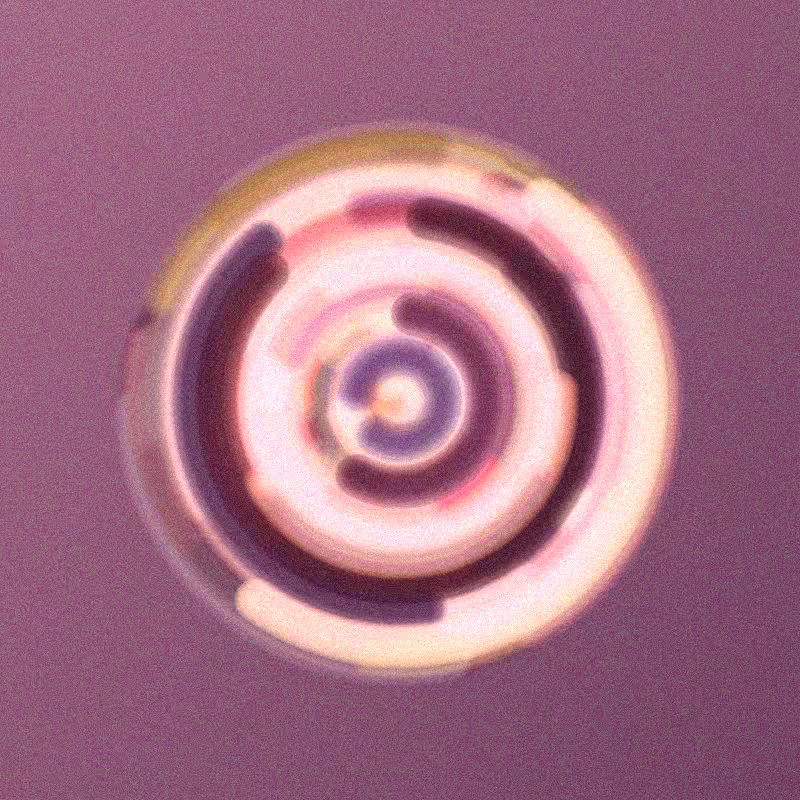 Wisp #803