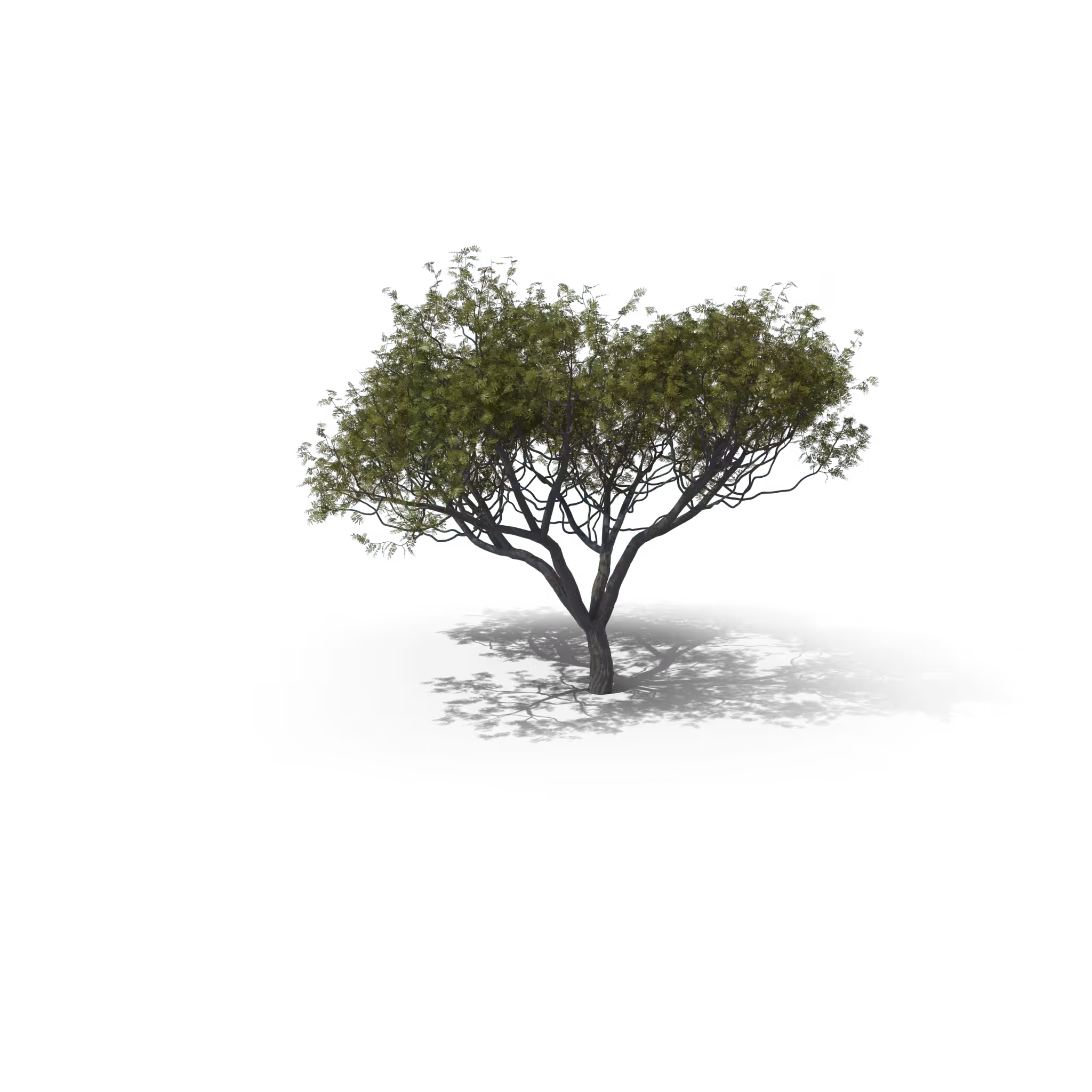 Your Tree I Acacia #2