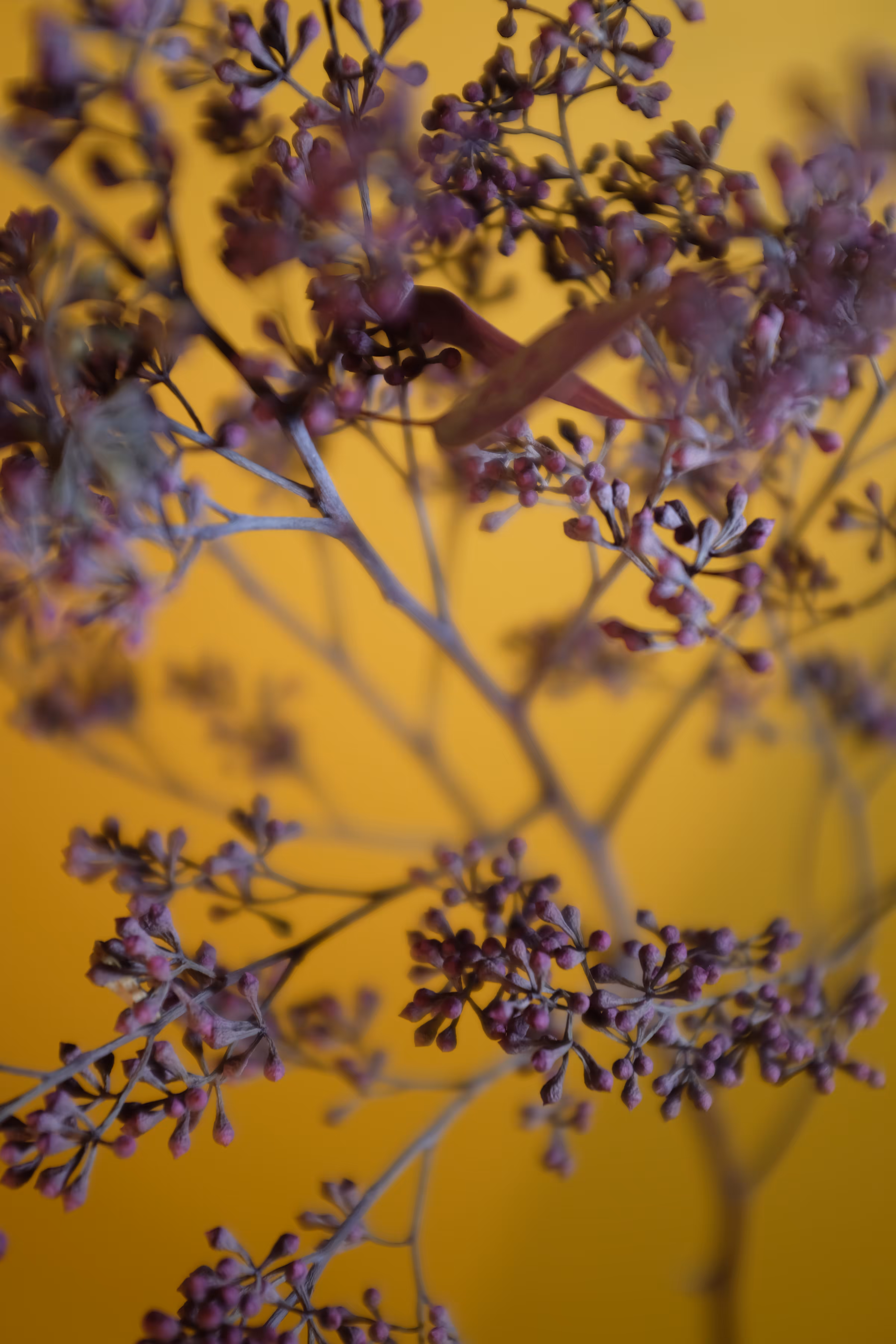 Branches
