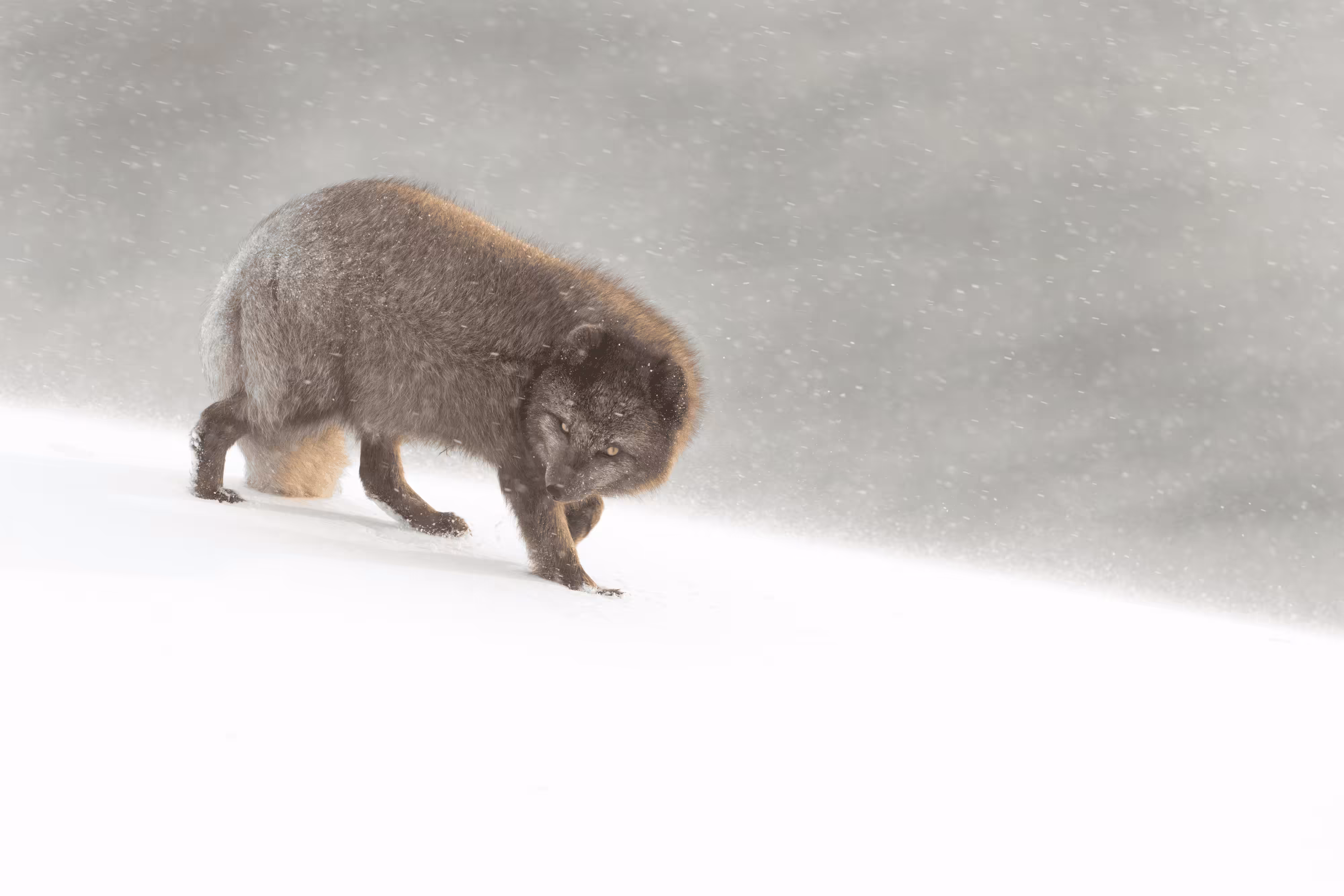 Facing the snowstorm - Iceland editions #1-5
