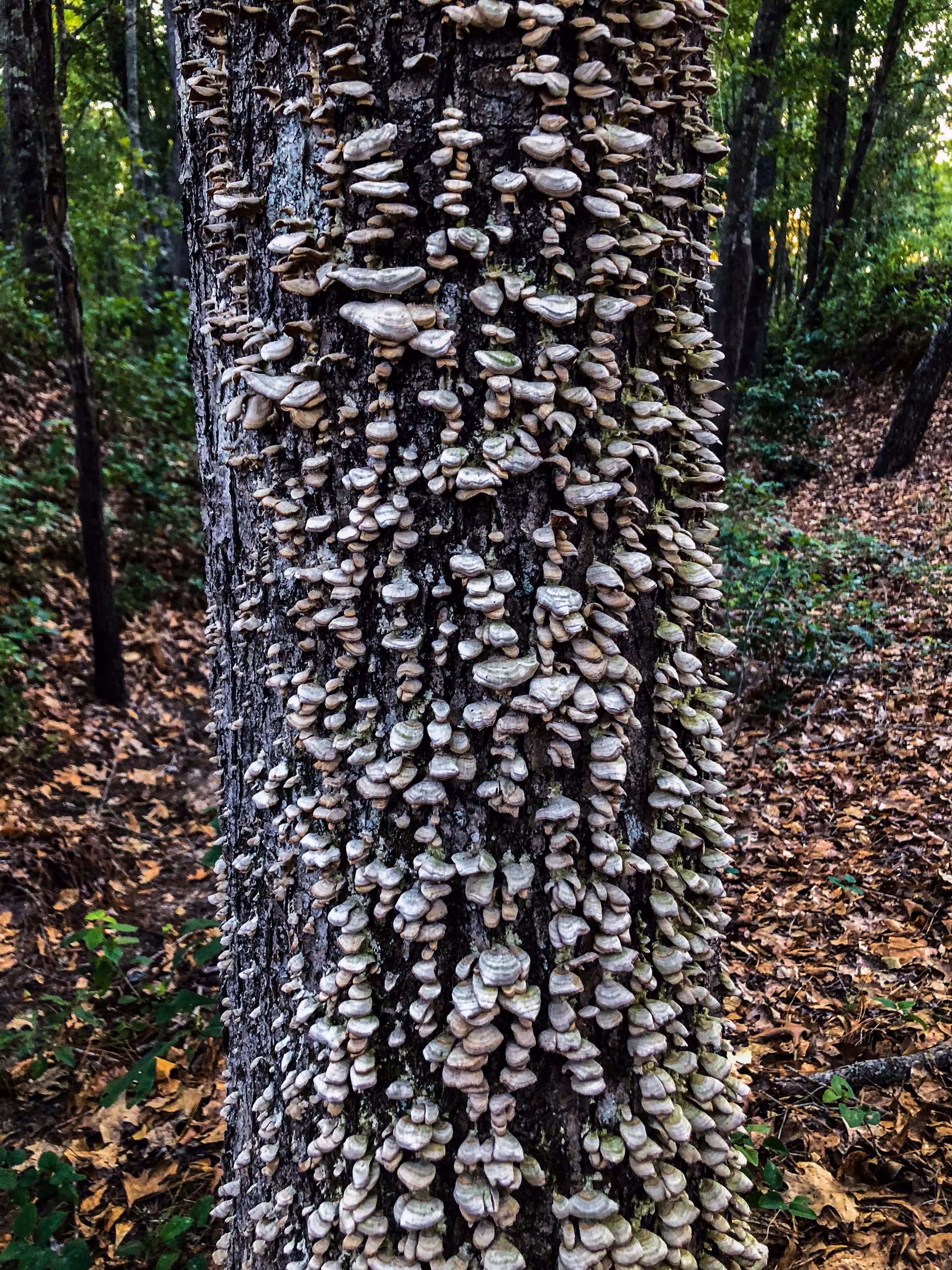 fungi