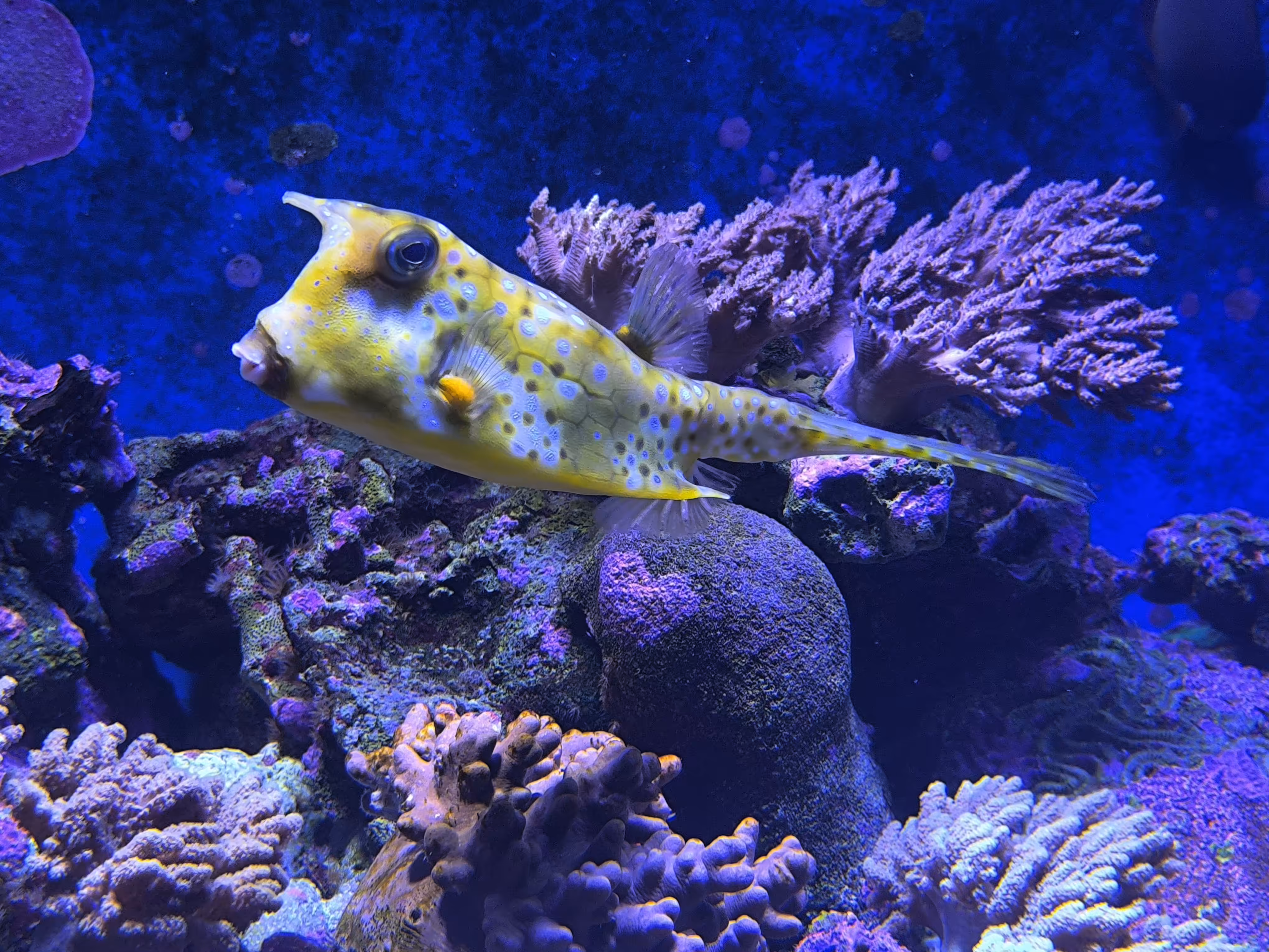 Longhorn Cowfish