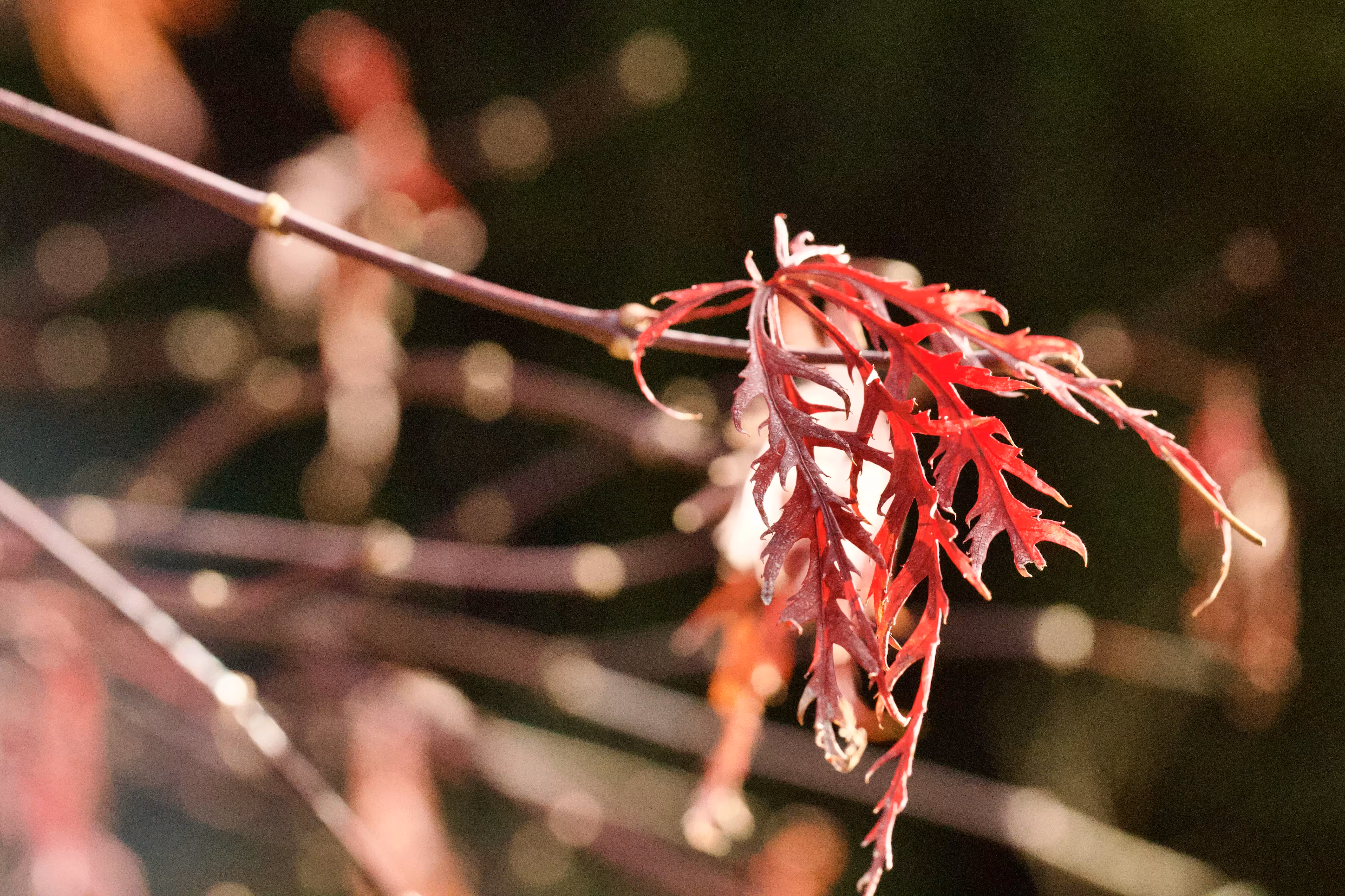 Red Autumn