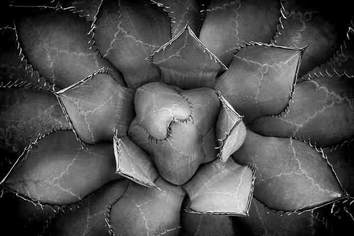 Black & White Agave