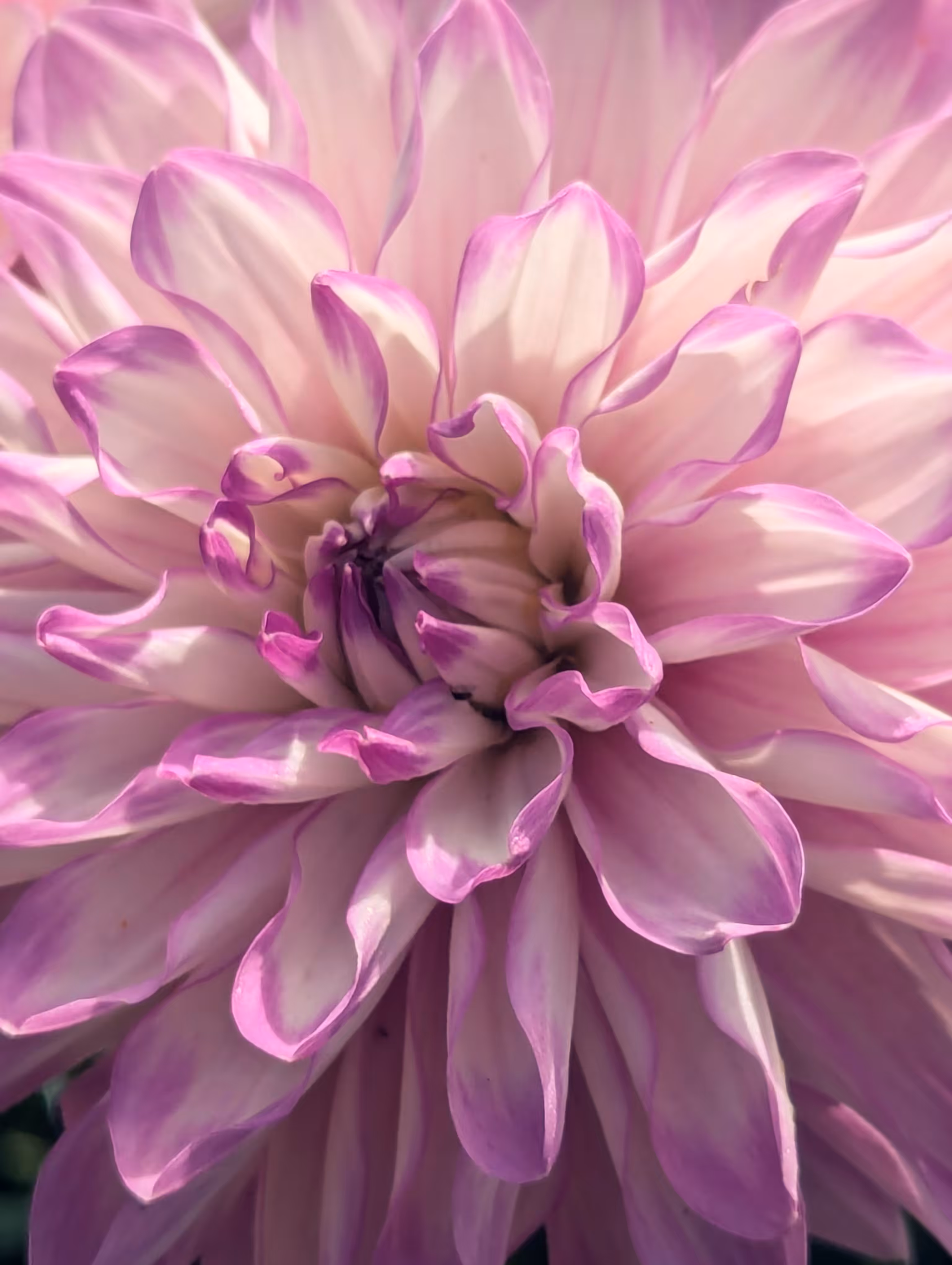 Luke_0x1 Photography : Dahlia in the sunlight