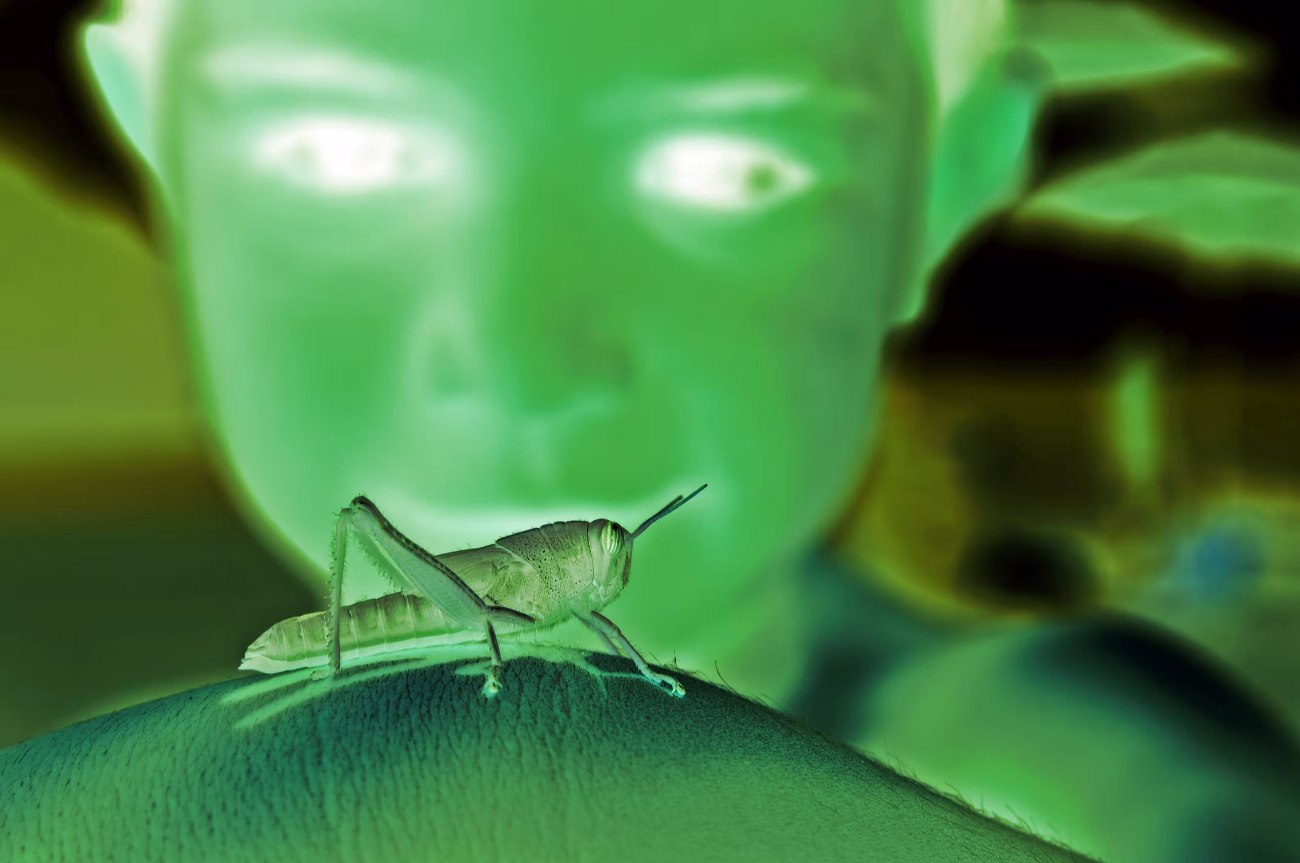 Caelifera 