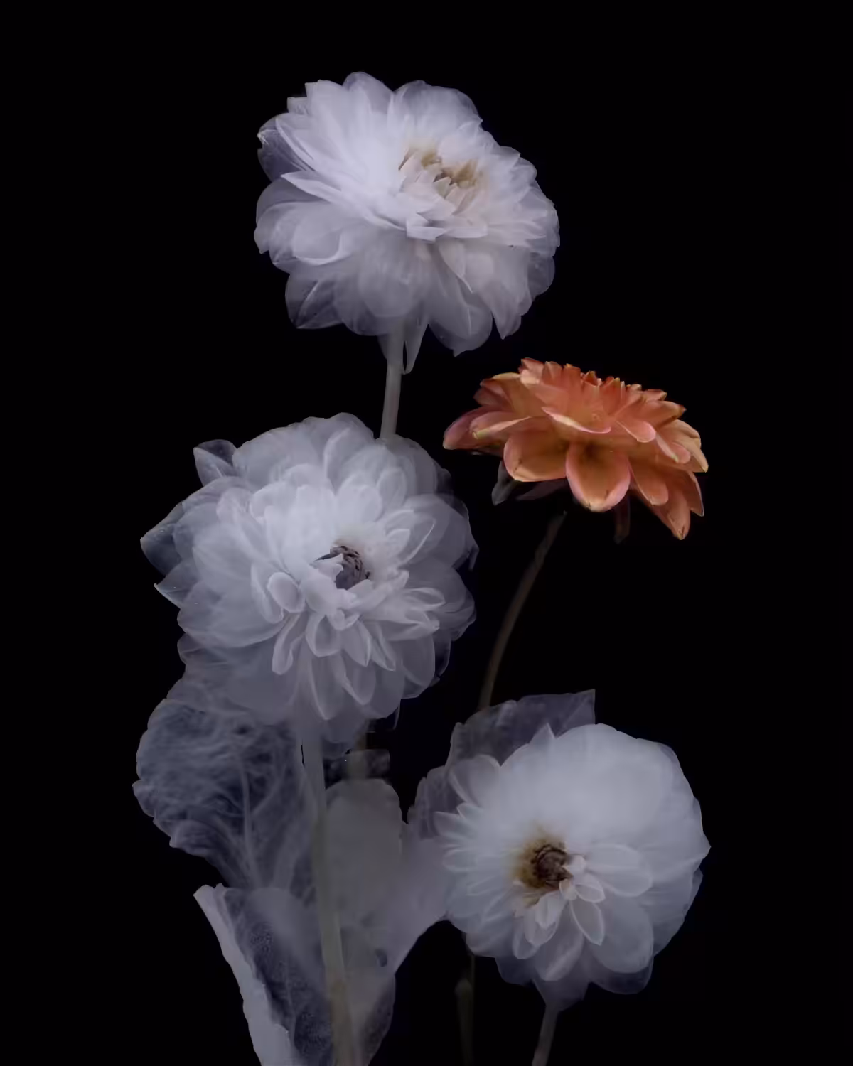 Dahlia