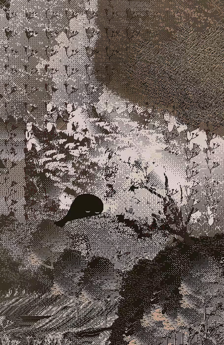 Forest dream