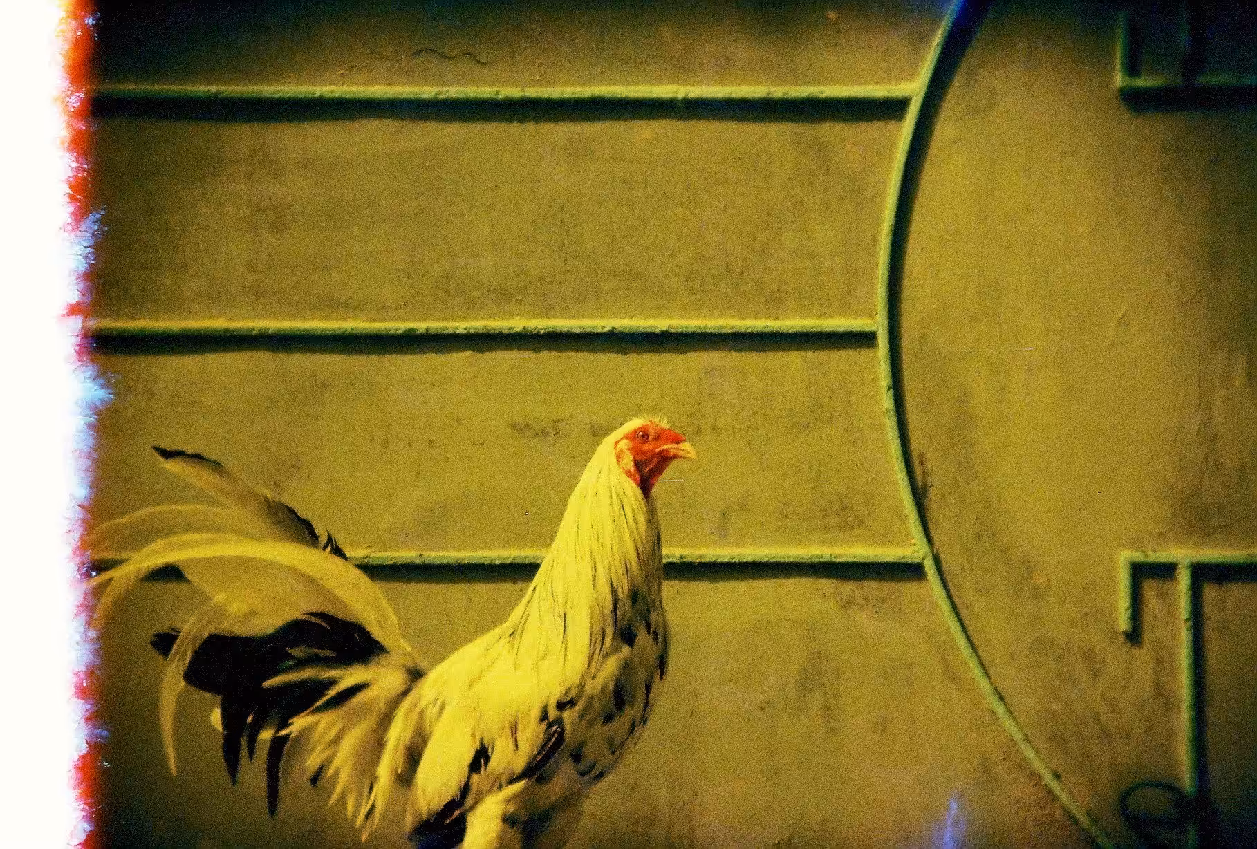Redscale - Cock
