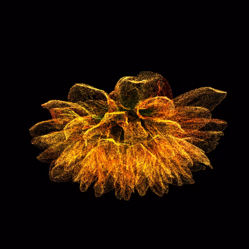 Dahlia Pinnata 30 #16