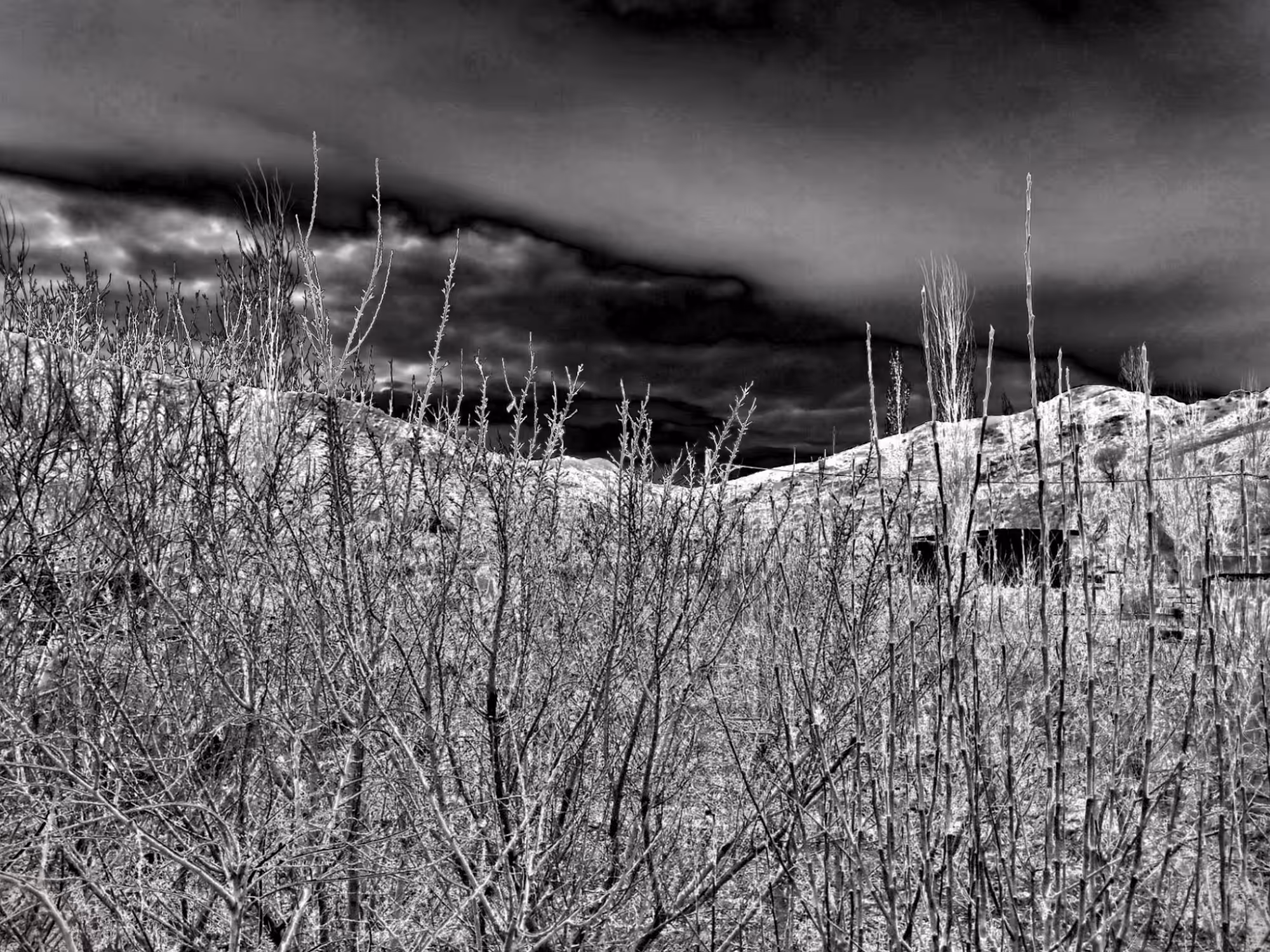 The Plain of Thorns