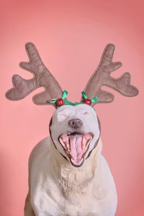 ReinDoggos: Sasha