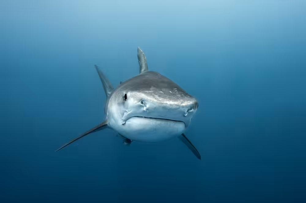 From The Deep