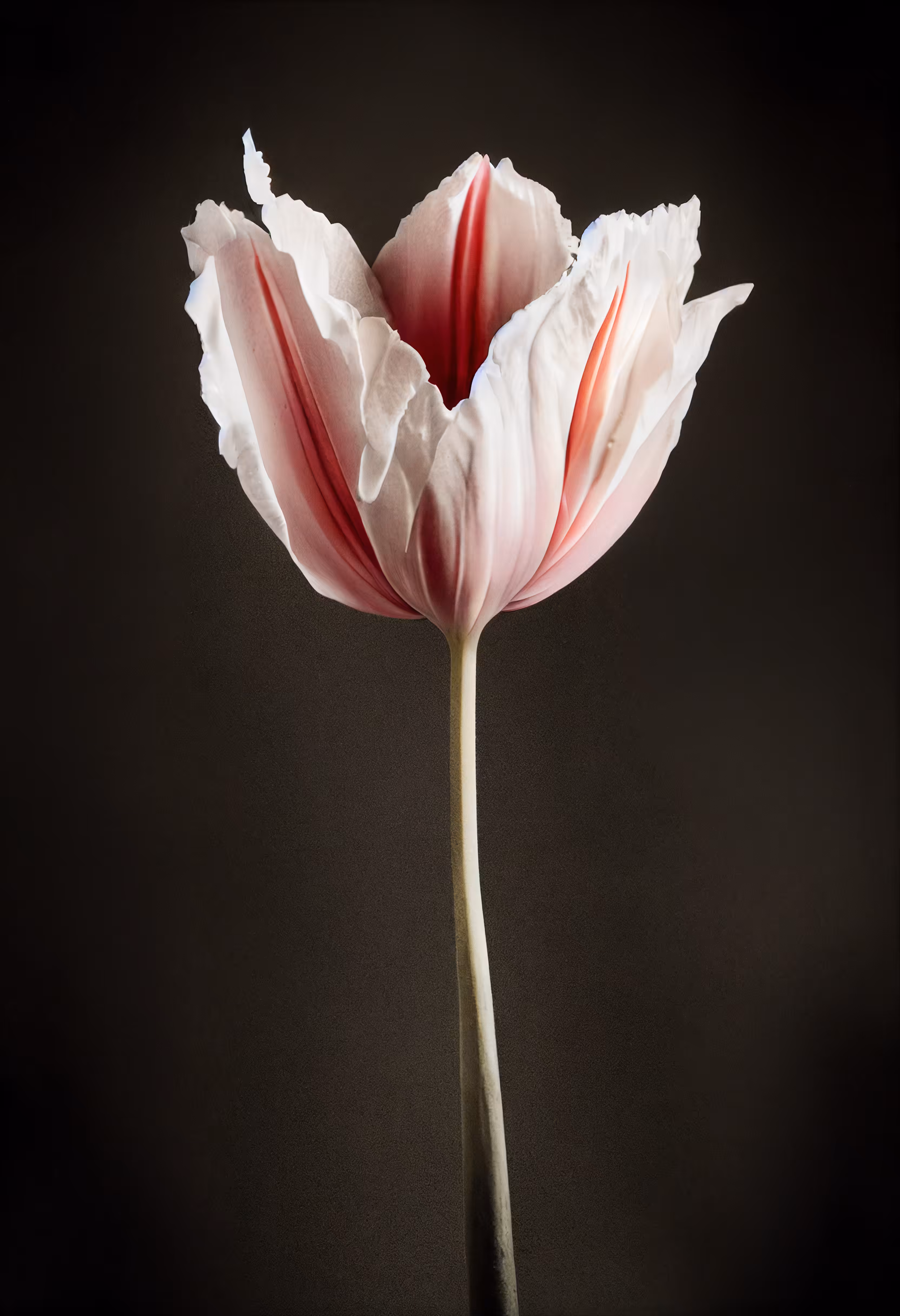 A Flower, Just For You. #169