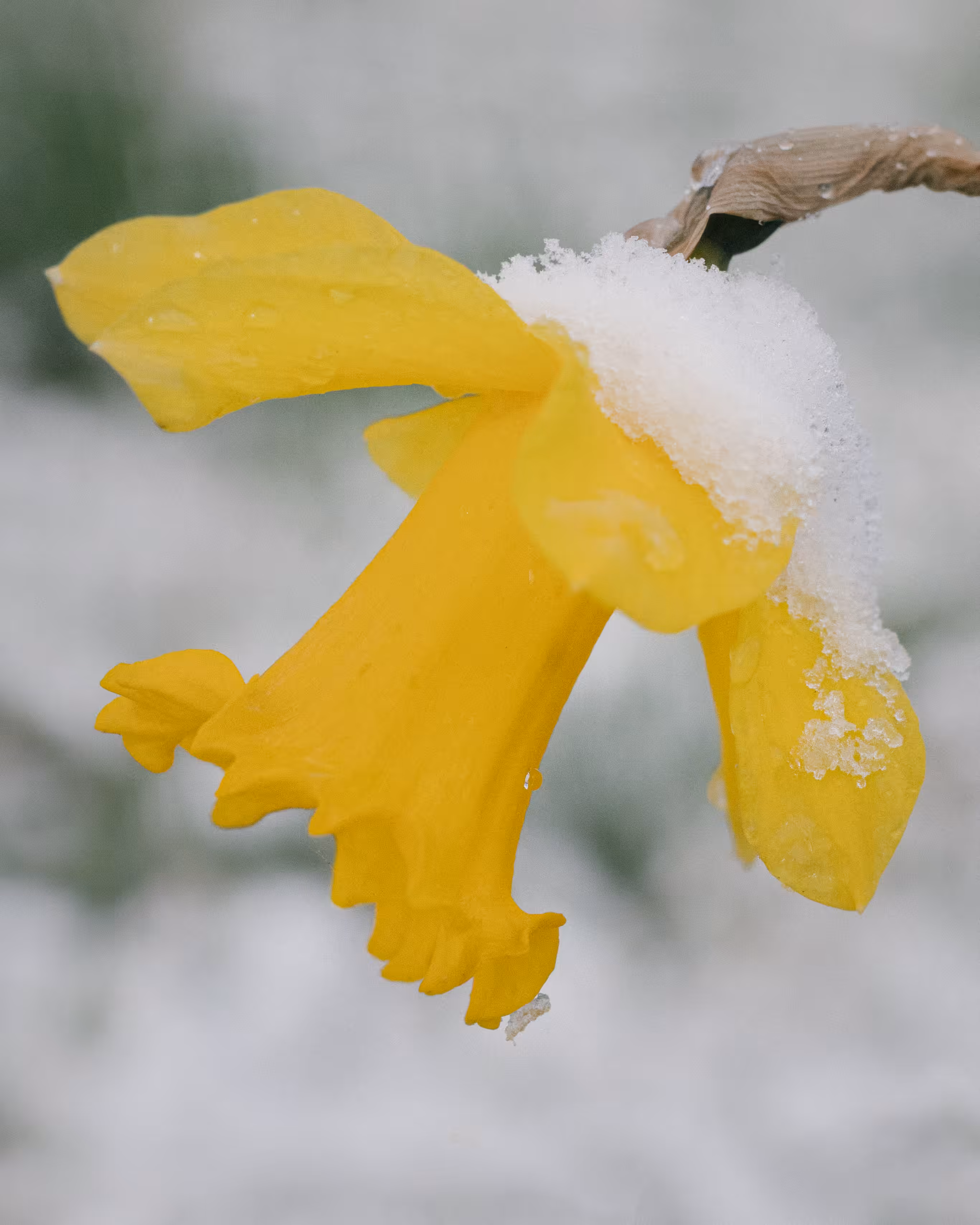 Winter Flowers #19