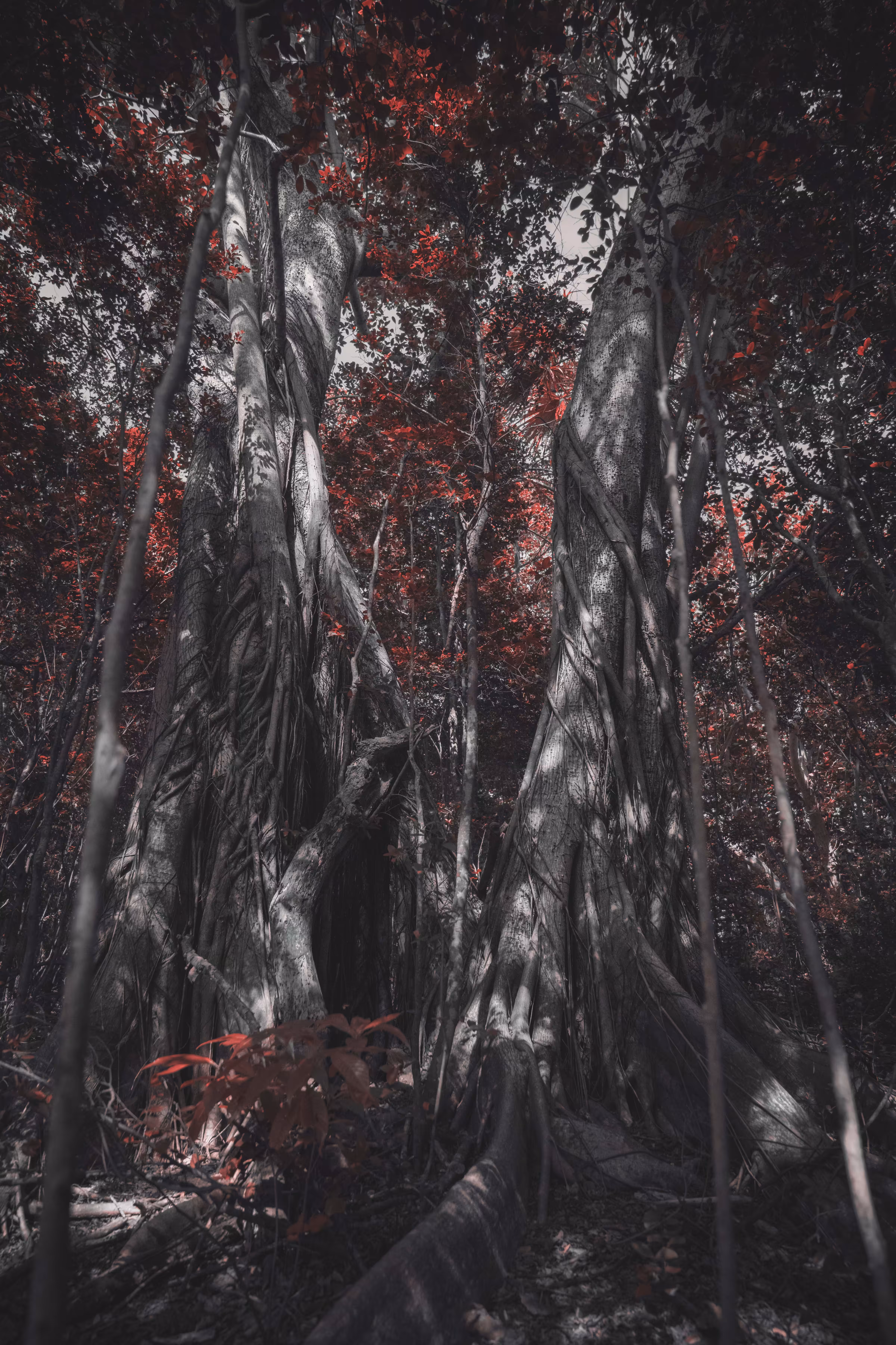 Witch Wood
