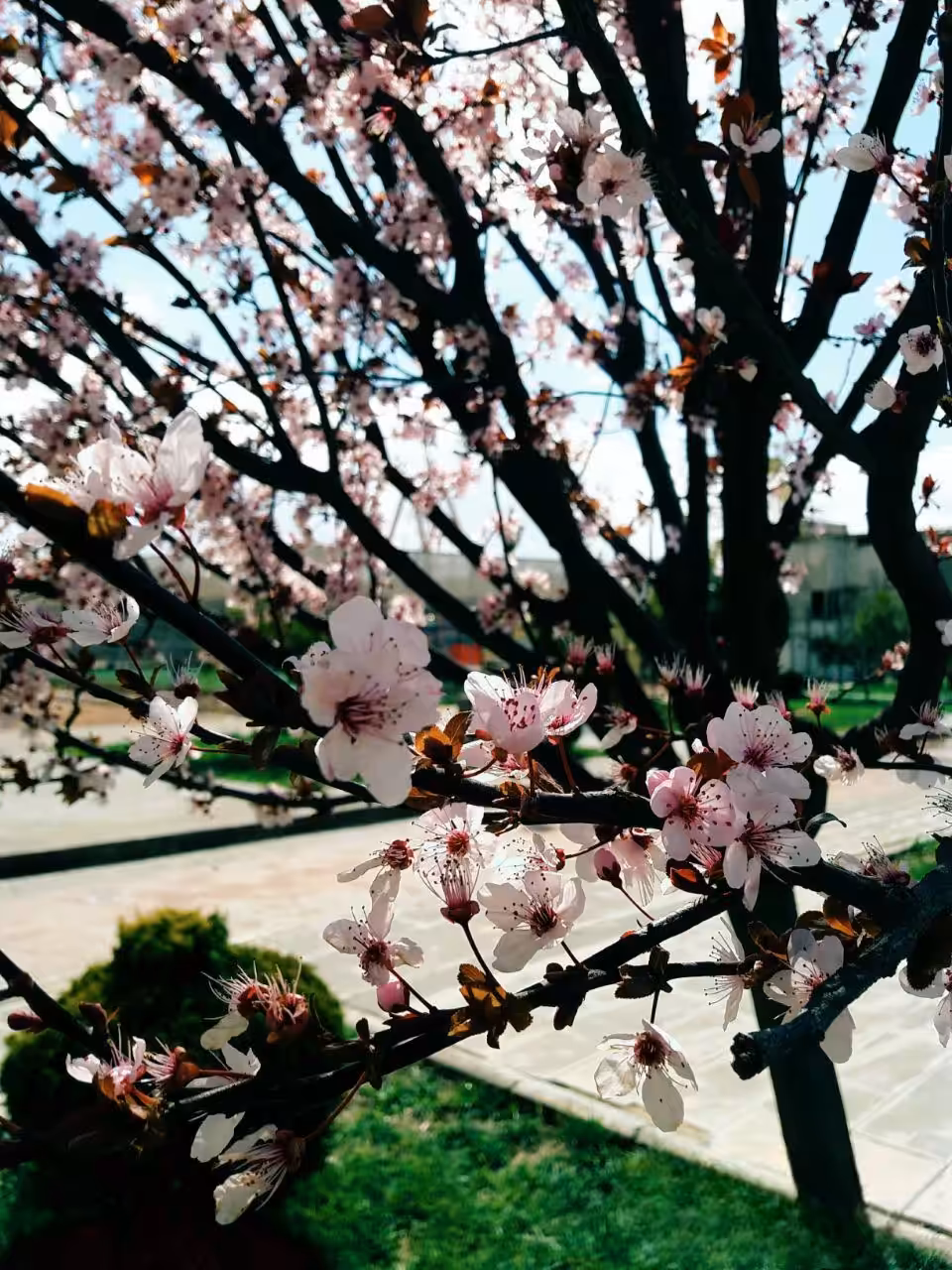Cherry Blossom 🌺