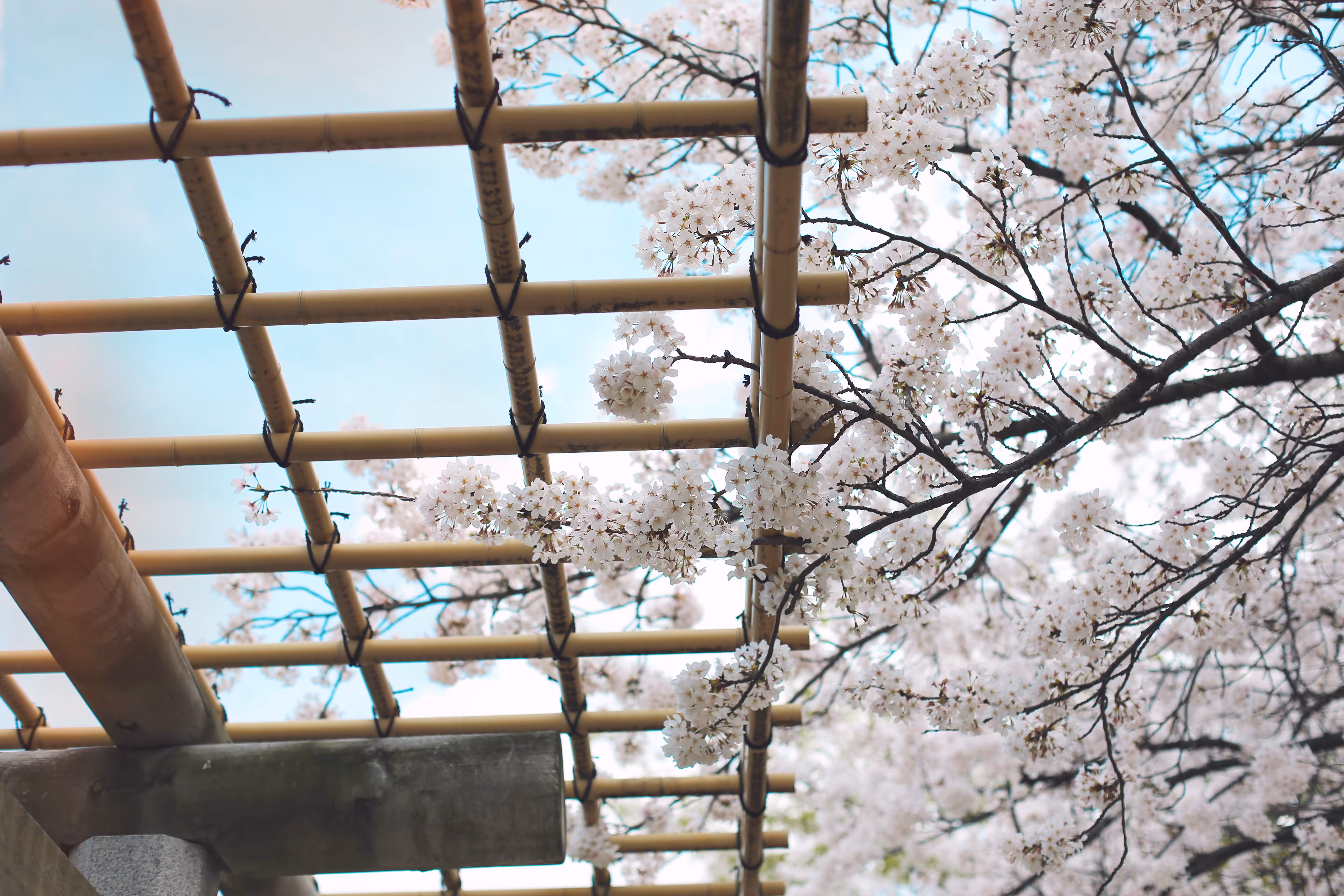 Hanami