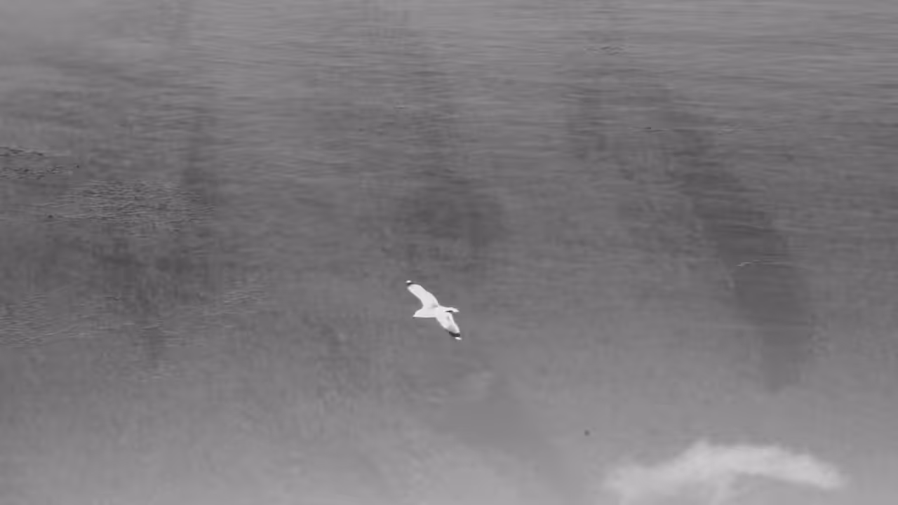 THE BIRD