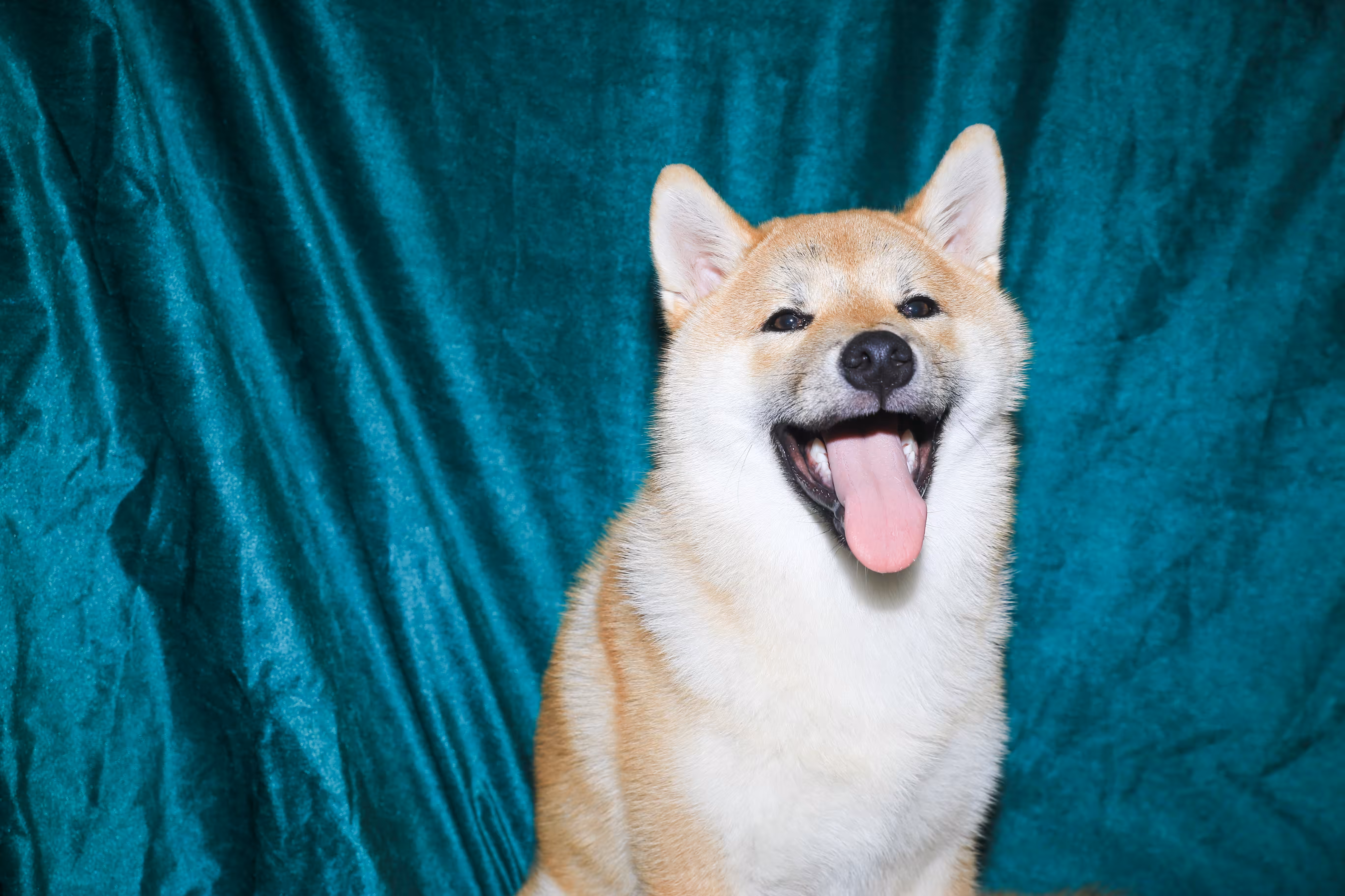 Shiba Inu - Photography