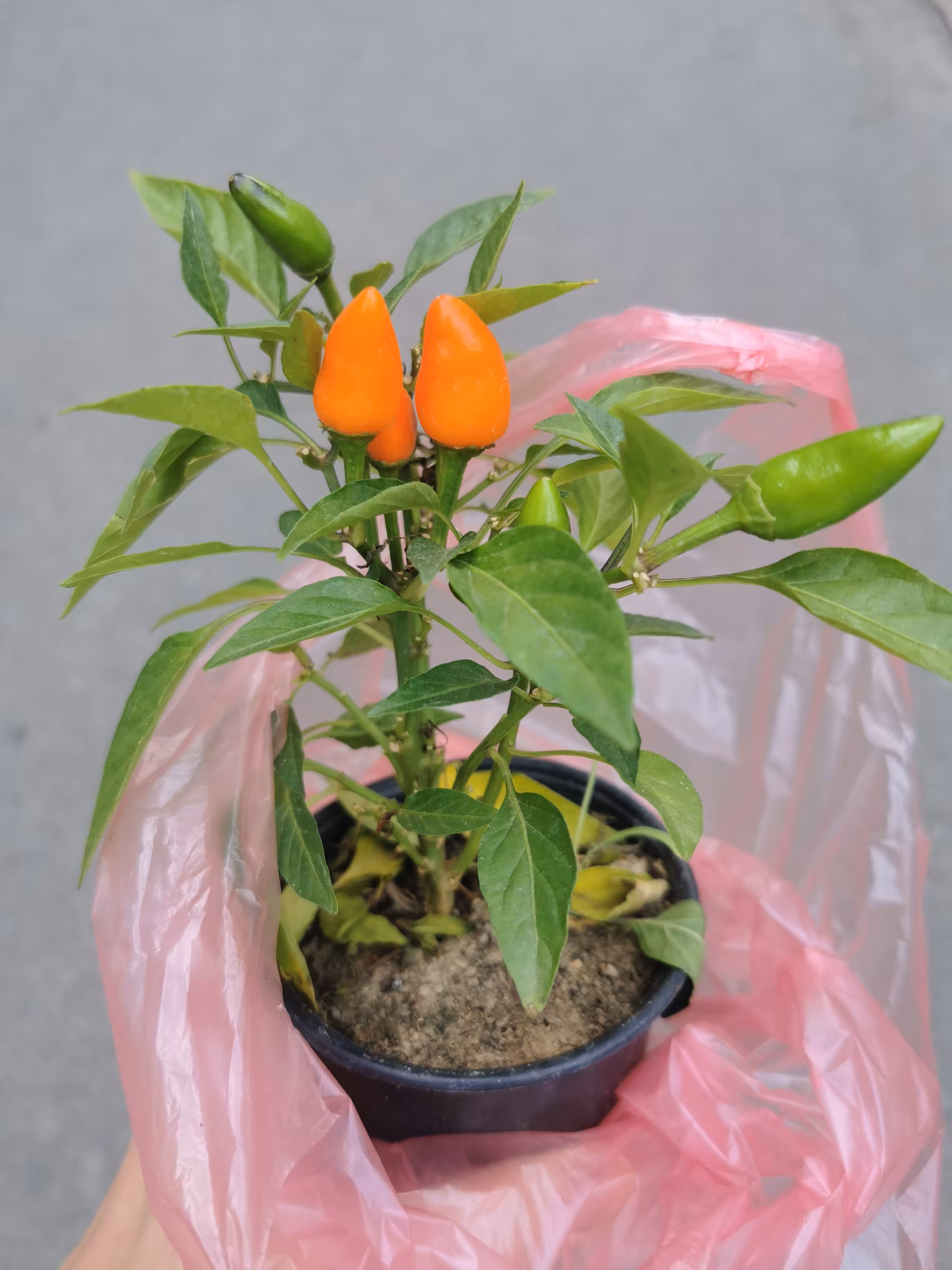 Plant